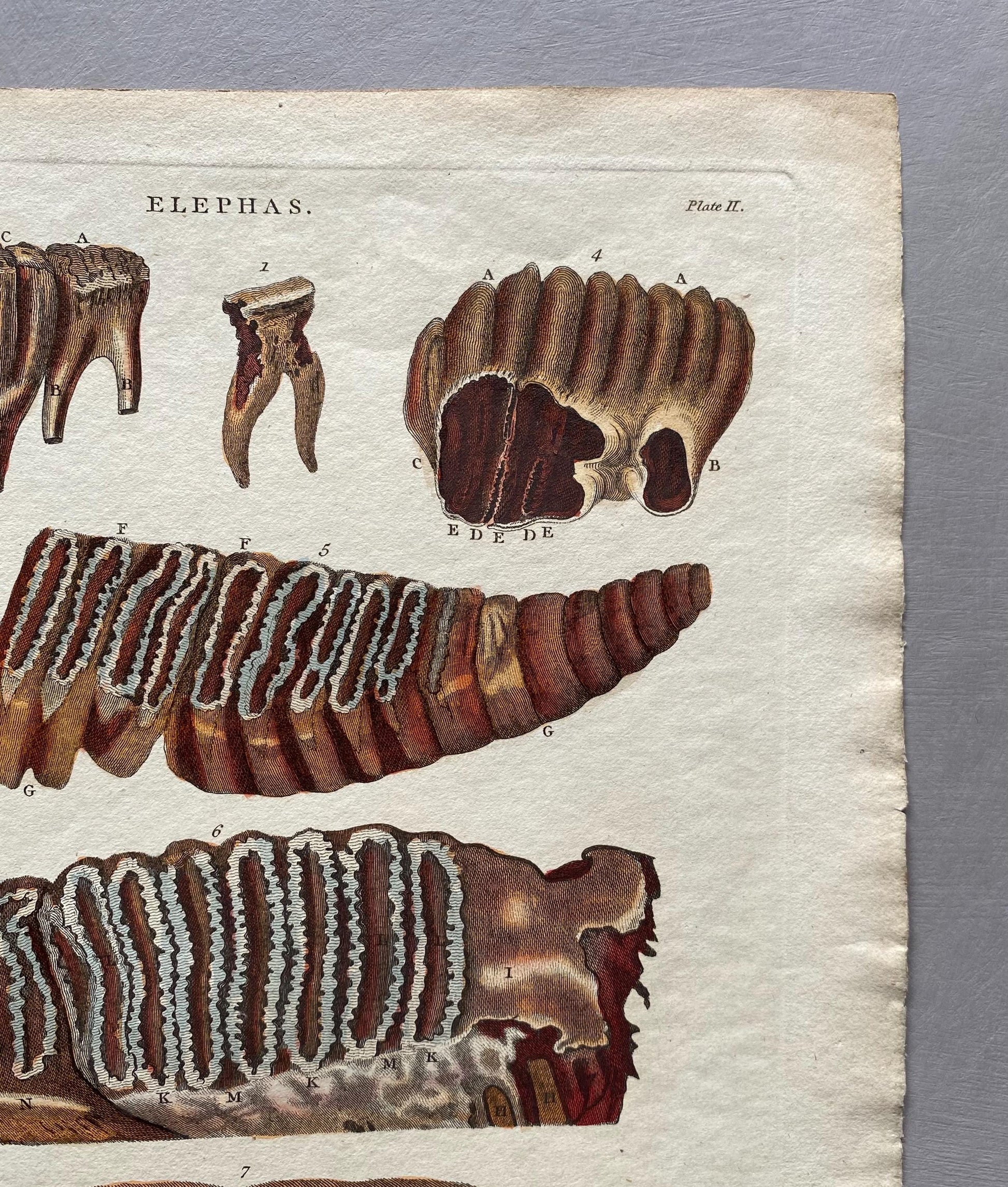 Elephas. Elephants Teeth. A Hand Coloured Antique Engraving. Dated 1804. Size: 28.5 x 22.5 cms.