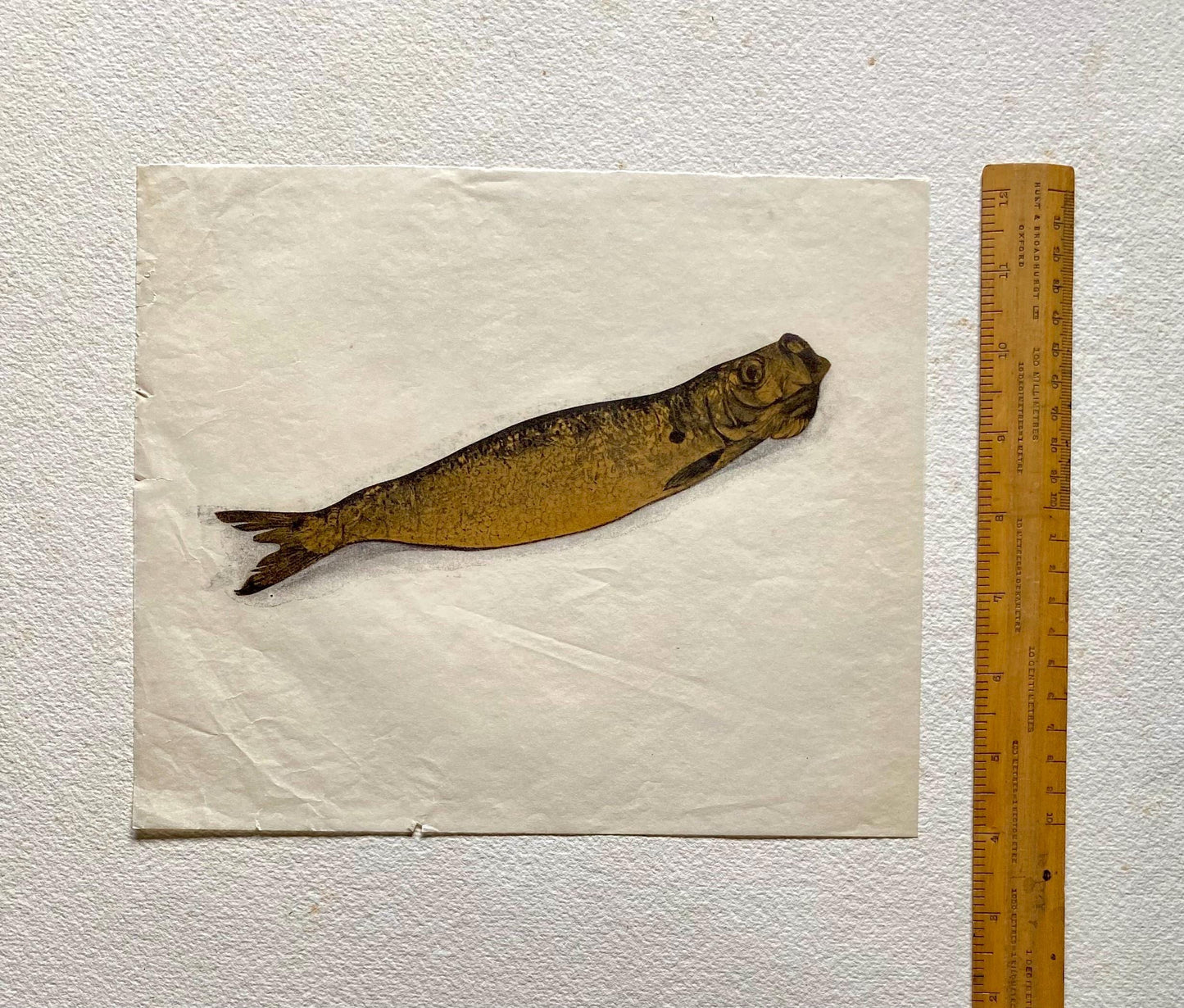 Six Items of Genuine Vintage Packaging Used To Wrap Seafood. Unused. Circa 1940s. From England and Newfoundland. Various Sizes.