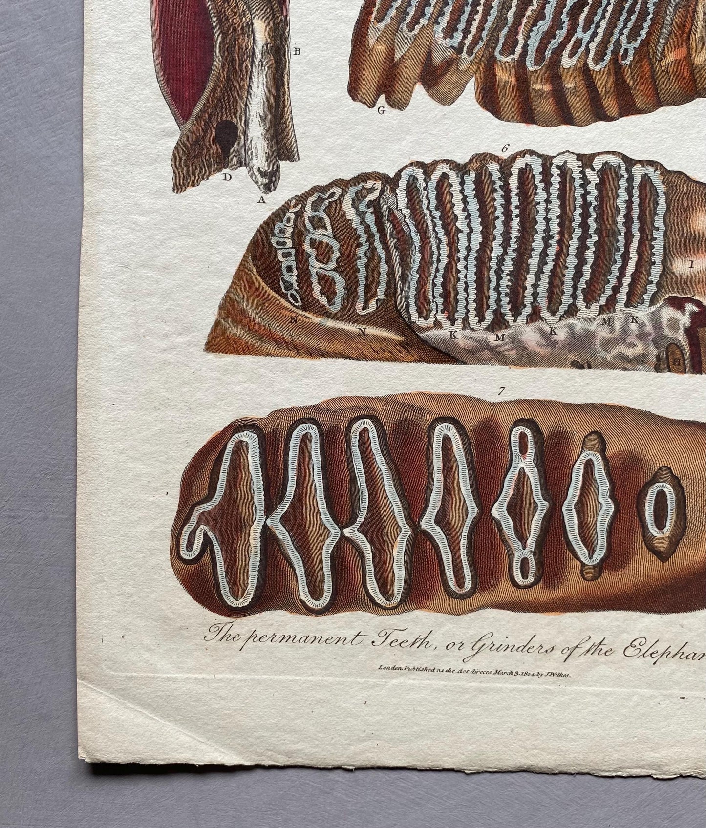 Elephas. Elephants Teeth. A Hand Coloured Antique Engraving. Dated 1804. Size: 28.5 x 22.5 cms.