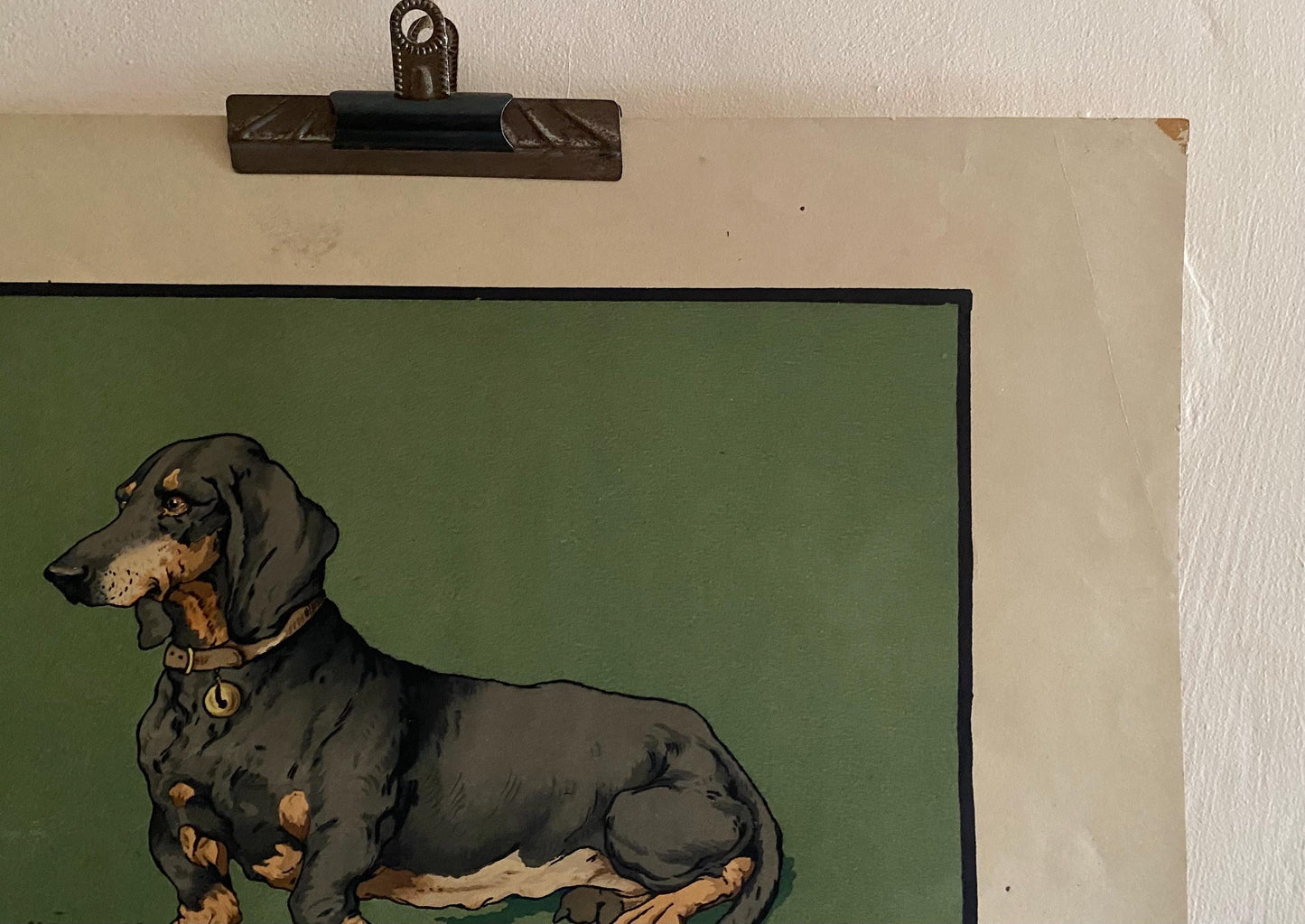 A Lithograph of a Dachshund. Indistinctly signed . Mid 20th century . Size of image: 27.5 x 38 cms.