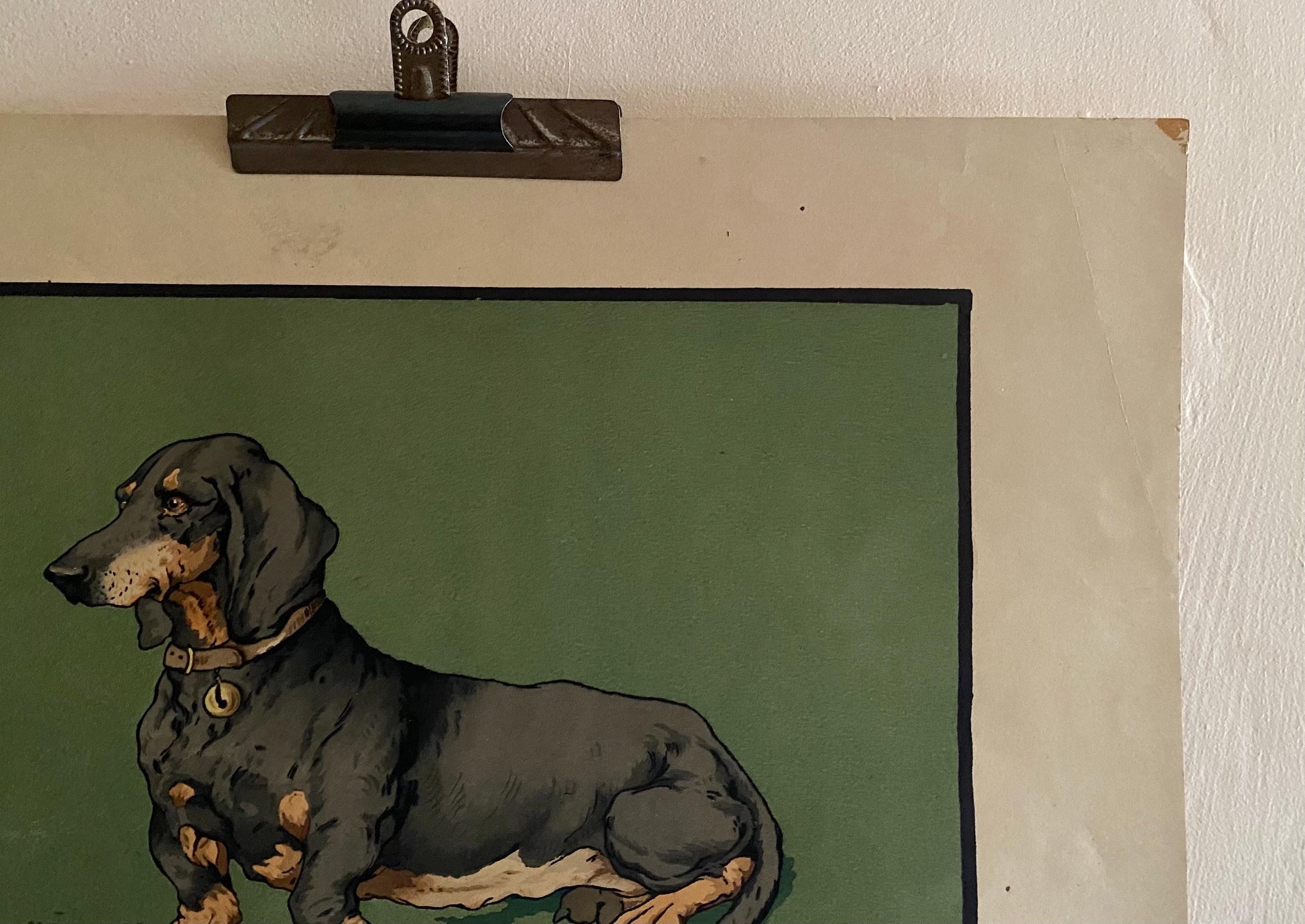 A Lithograph of a Dachshund. Indistinctly signed . Mid 20th century . Size of image: 27.5 x 38 cms.