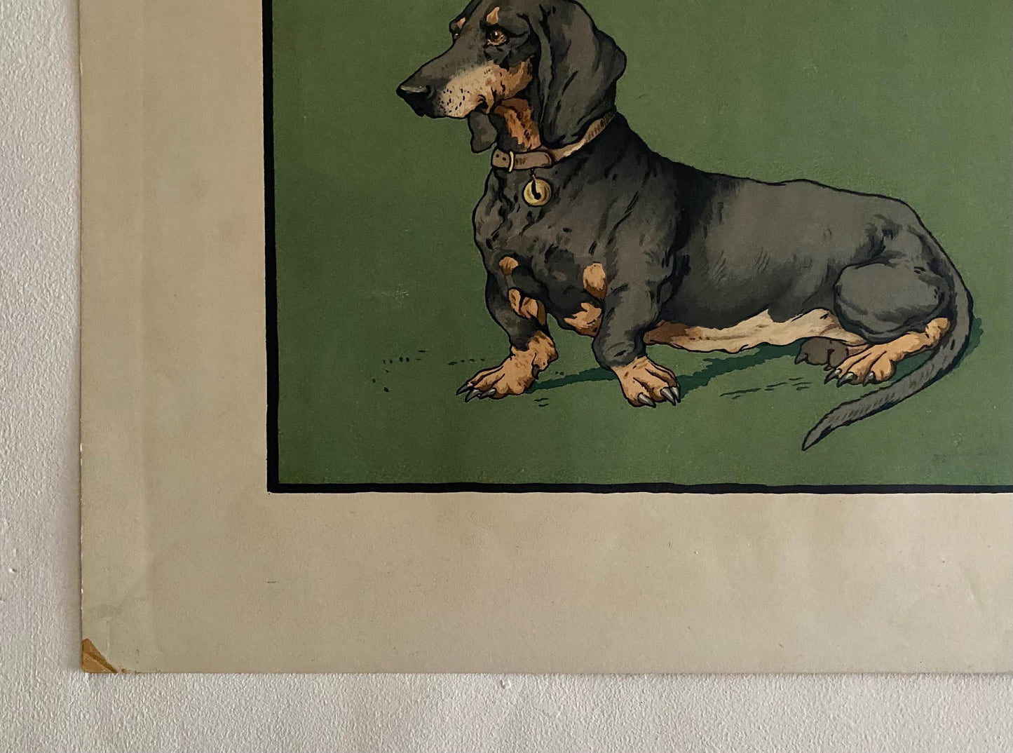 A Lithograph of a Dachshund. Indistinctly signed . Mid 20th century . Size of image: 27.5 x 38 cms.
