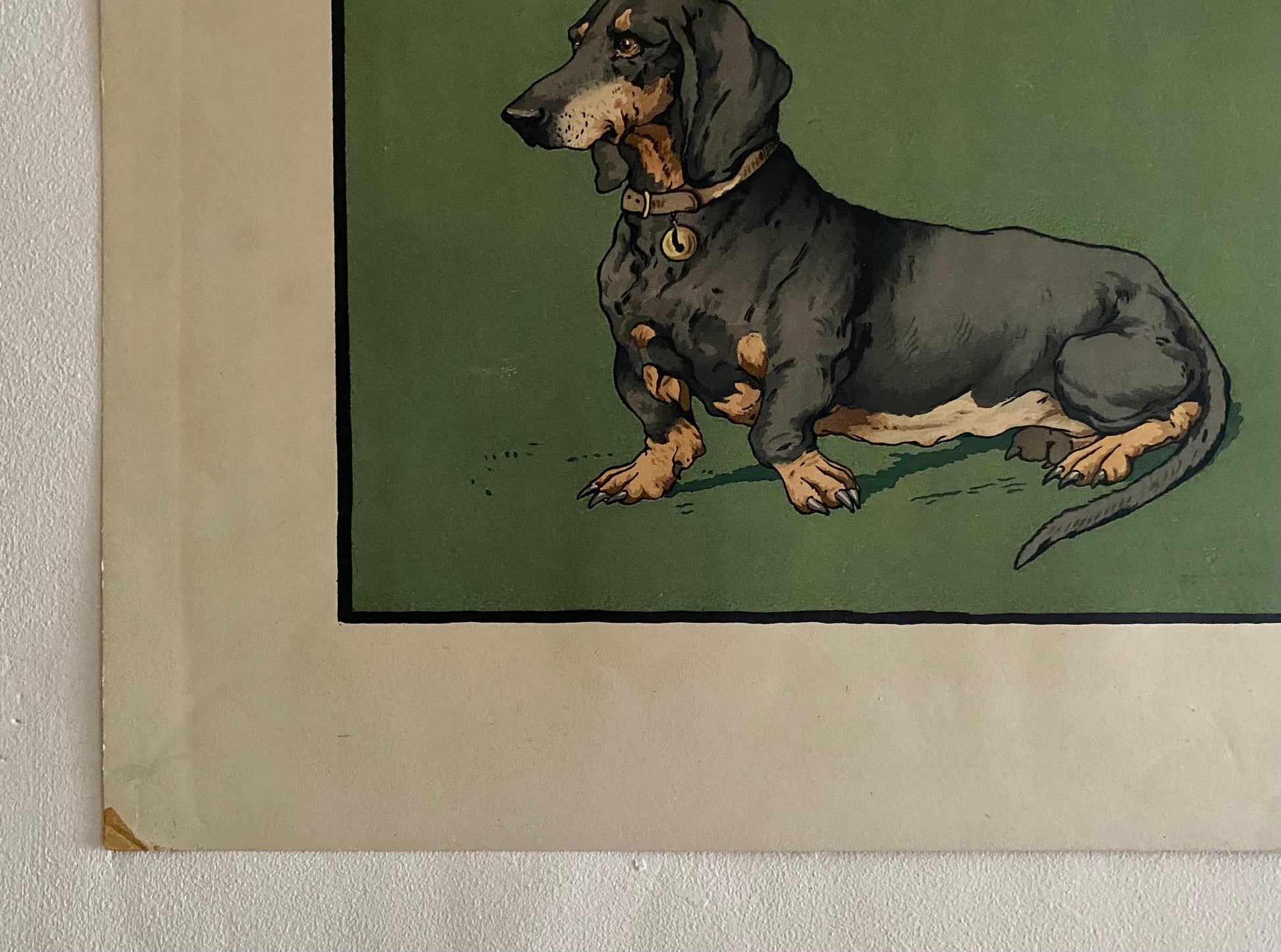 A Lithograph of a Dachshund. Indistinctly signed . Mid 20th century . Size of image: 27.5 x 38 cms.
