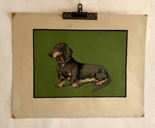 A Lithograph of a Dachshund. Indistinctly signed . Mid 20th century . Size of image: 27.5 x 38 cms.
