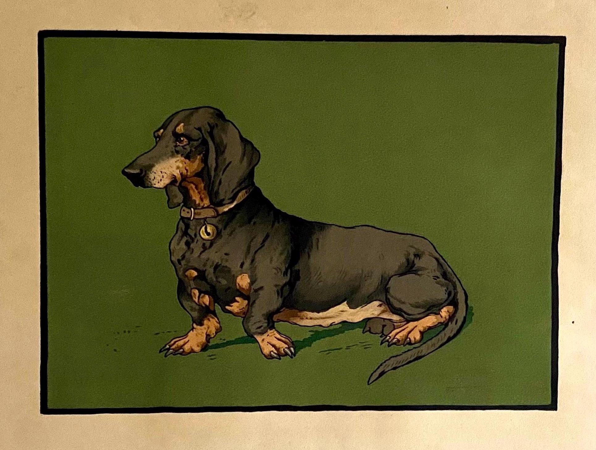 A Lithograph of a Dachshund. Indistinctly signed . Mid 20th century . Size of image: 27.5 x 38 cms.