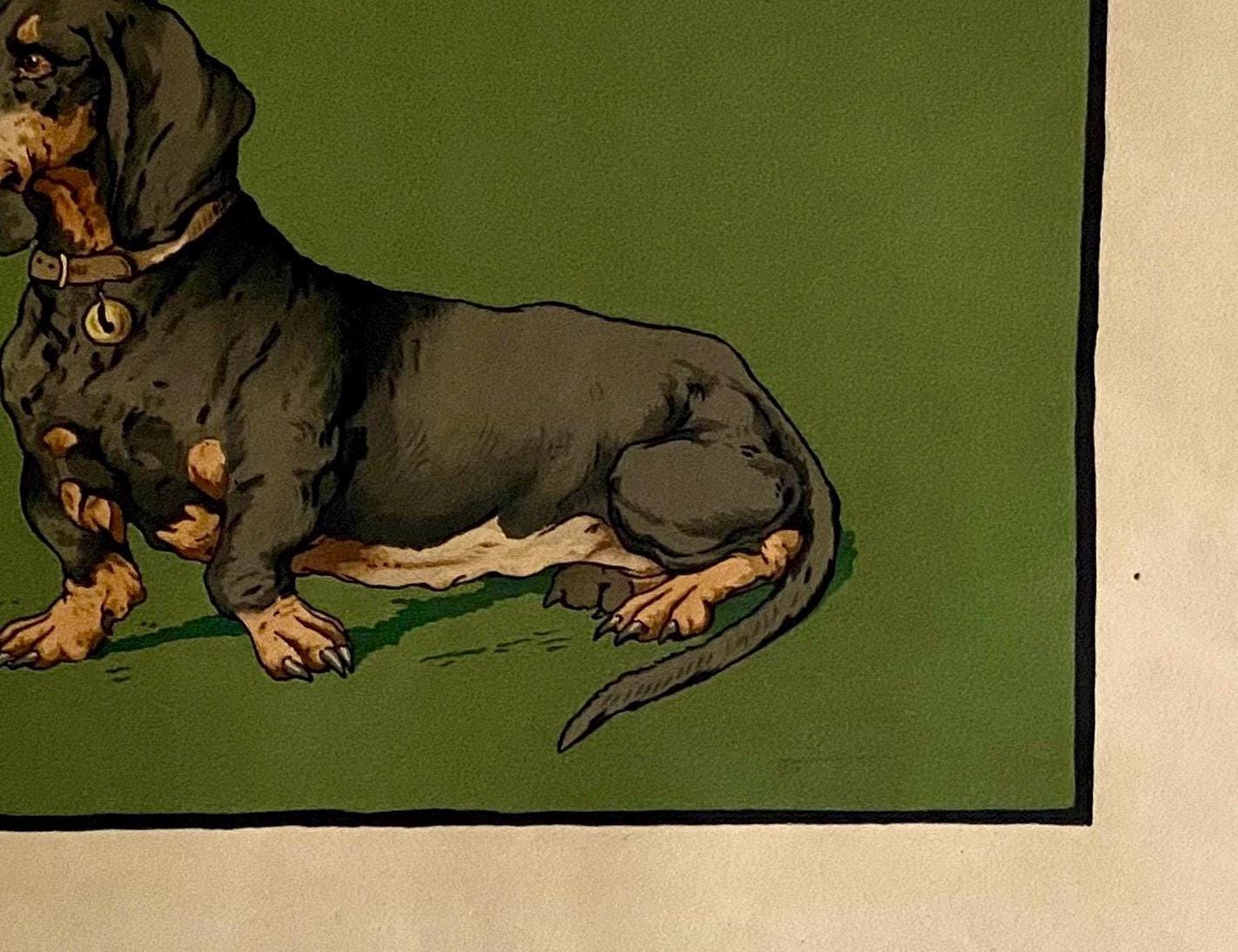 A Lithograph of a Dachshund. Indistinctly signed . Mid 20th century . Size of image: 27.5 x 38 cms.