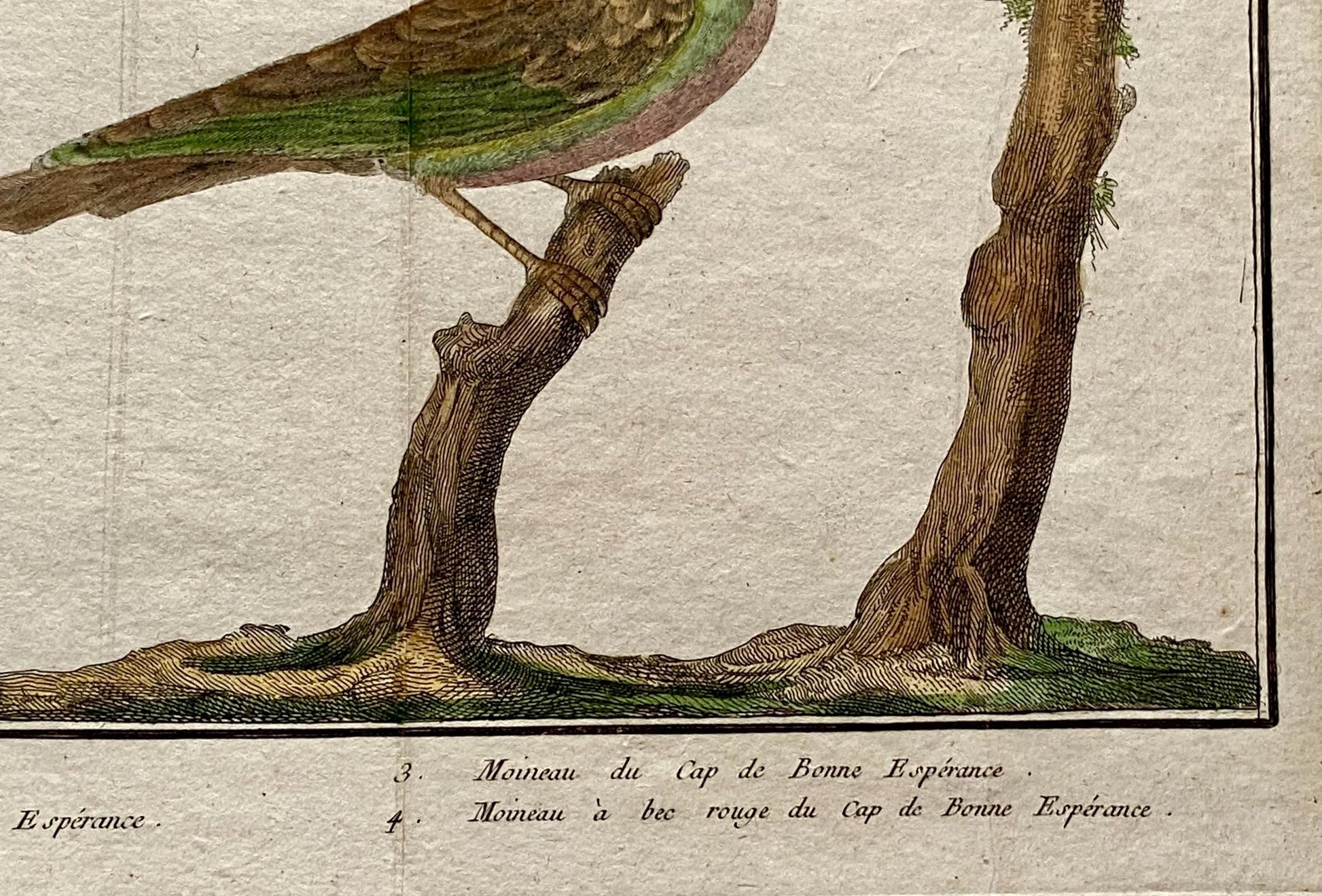 A Copper Plate Engraving. Four Types of Sparrow. French. By Francois-Nicholas Martinet. Hand coloured. Dated 1770. 25 x 37 cms.
