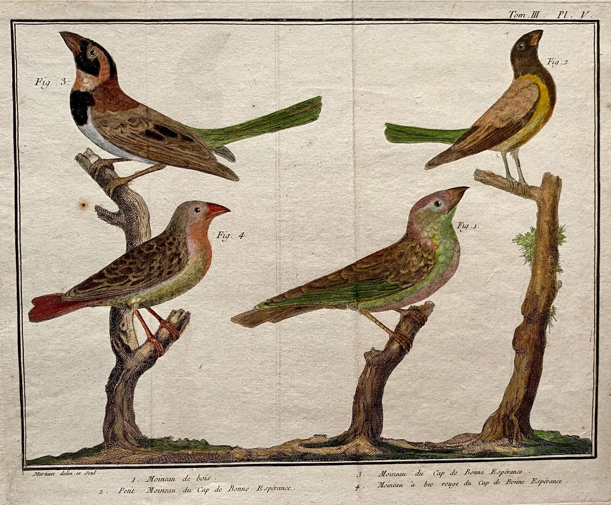 A Copper Plate Engraving. Four Types of Sparrow. French. By Francois-Nicholas Martinet. Hand coloured. Dated 1770. 25 x 37 cms.