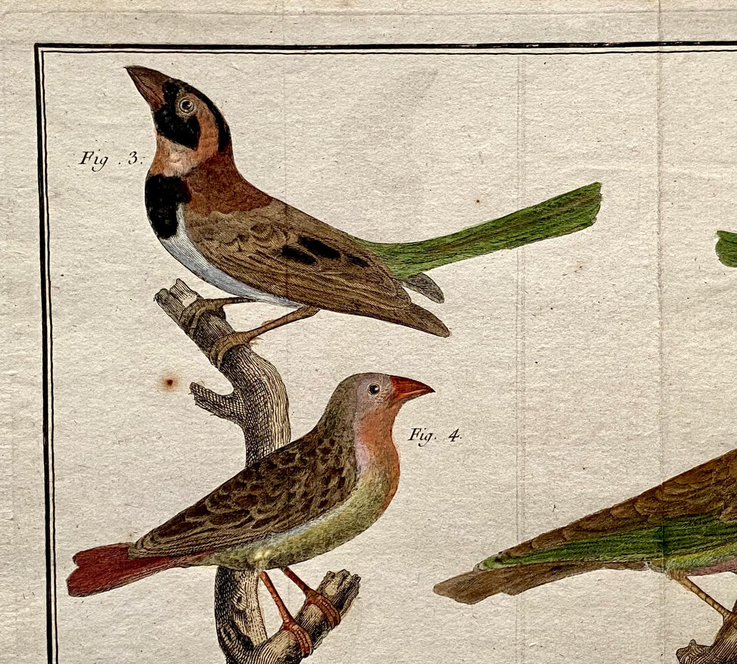A Copper Plate Engraving. Four Types of Sparrow. French. By Francois-Nicholas Martinet. Hand coloured. Dated 1770. 25 x 37 cms.