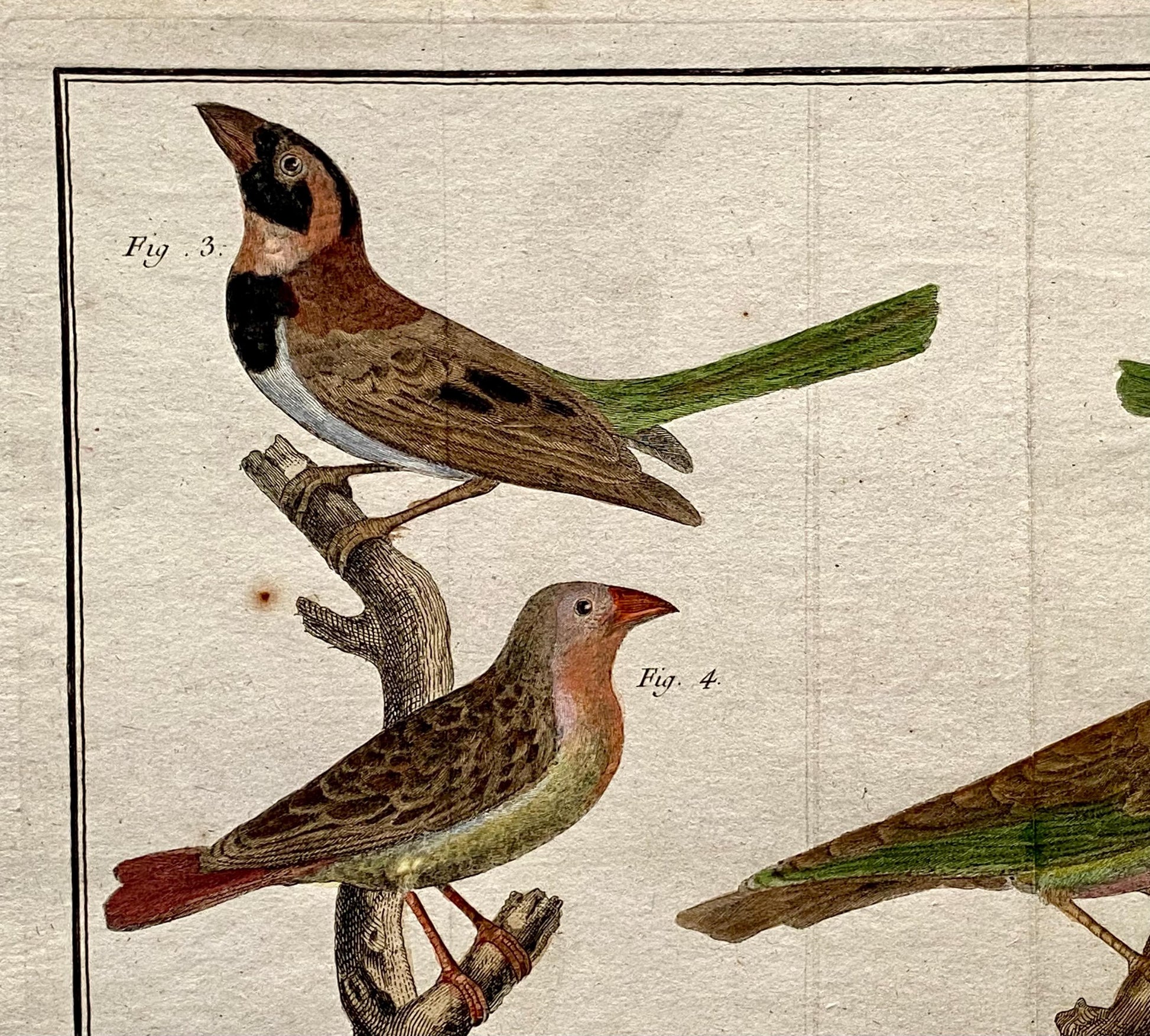 A Copper Plate Engraving. Four Types of Sparrow. French. By Francois-Nicholas Martinet. Hand coloured. Dated 1770. 25 x 37 cms.