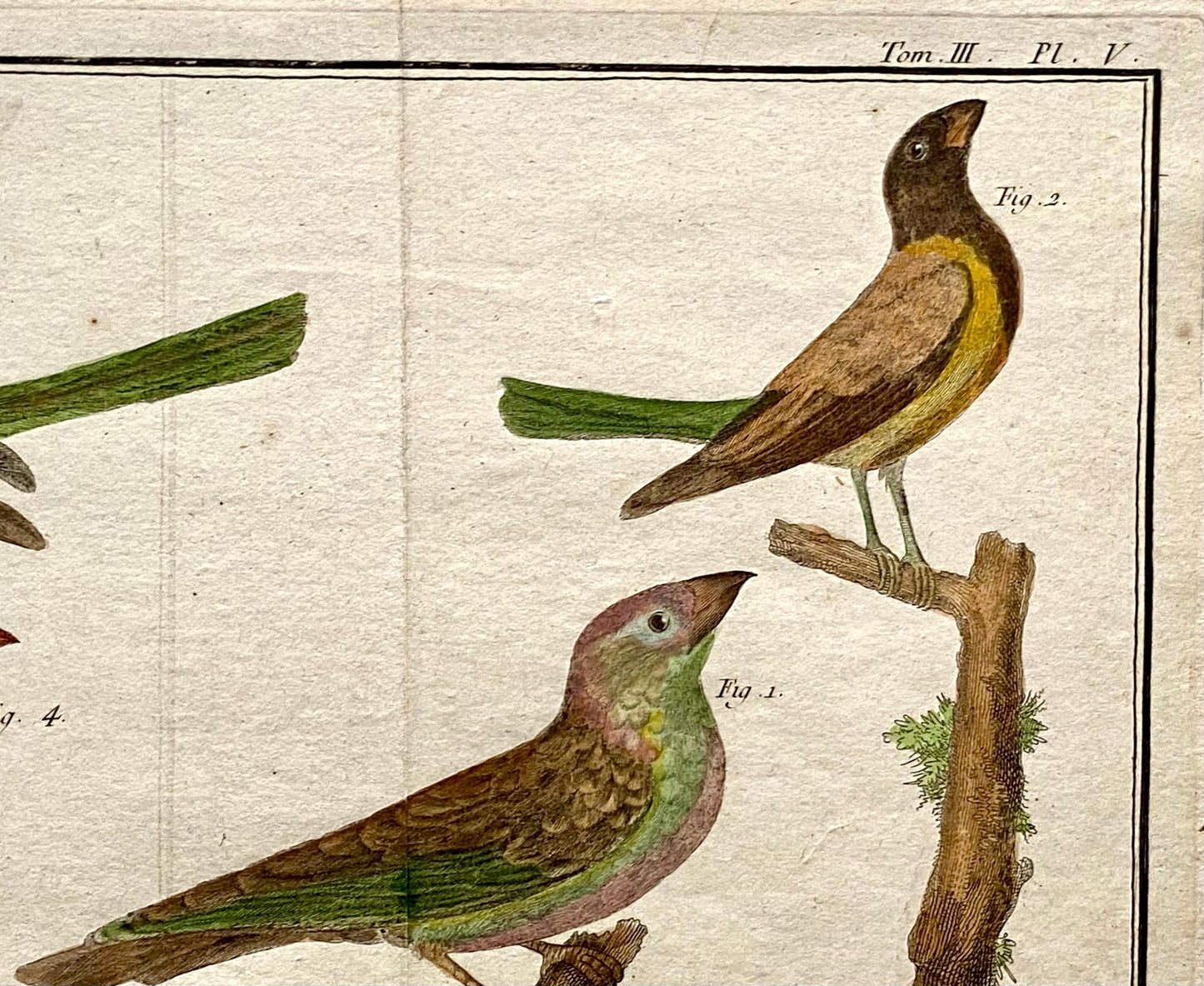 A Copper Plate Engraving. Four Types of Sparrow. French. By Francois-Nicholas Martinet. Hand coloured. Dated 1770. 25 x 37 cms.