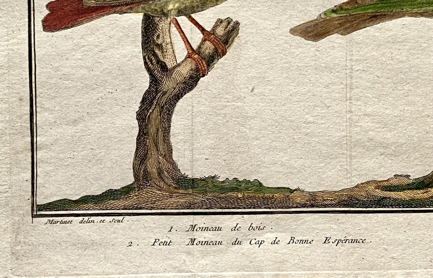 A Copper Plate Engraving. Four Types of Sparrow. French. By Francois-Nicholas Martinet. Hand coloured. Dated 1770. 25 x 37 cms.