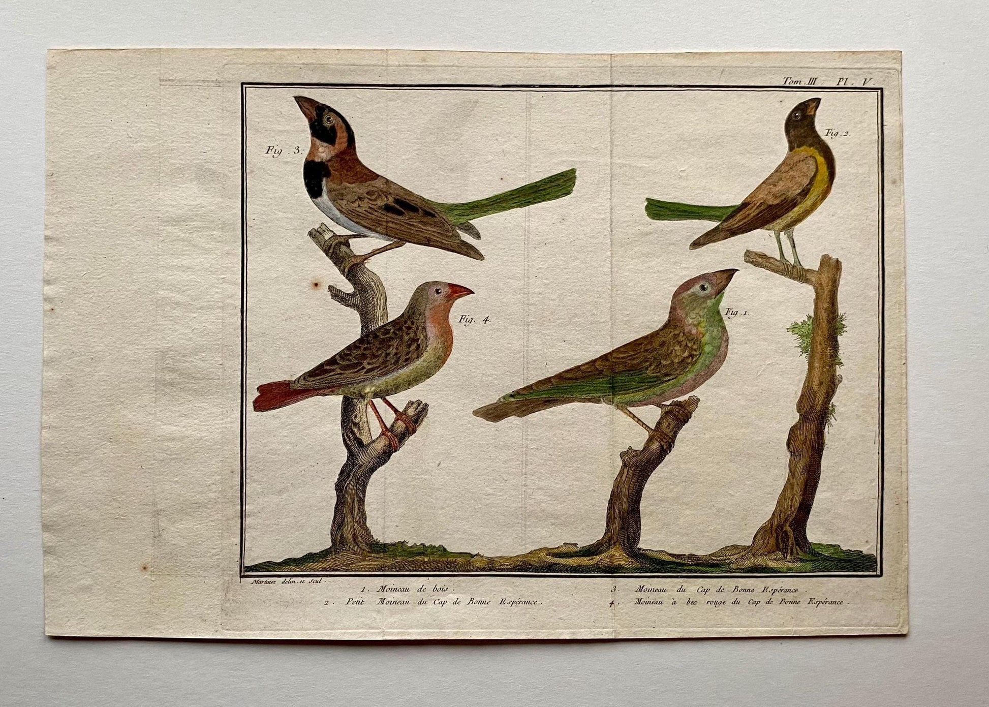 A Copper Plate Engraving. Four Types of Sparrow. French. By Francois-Nicholas Martinet. Hand coloured. Dated 1770. 25 x 37 cms.
