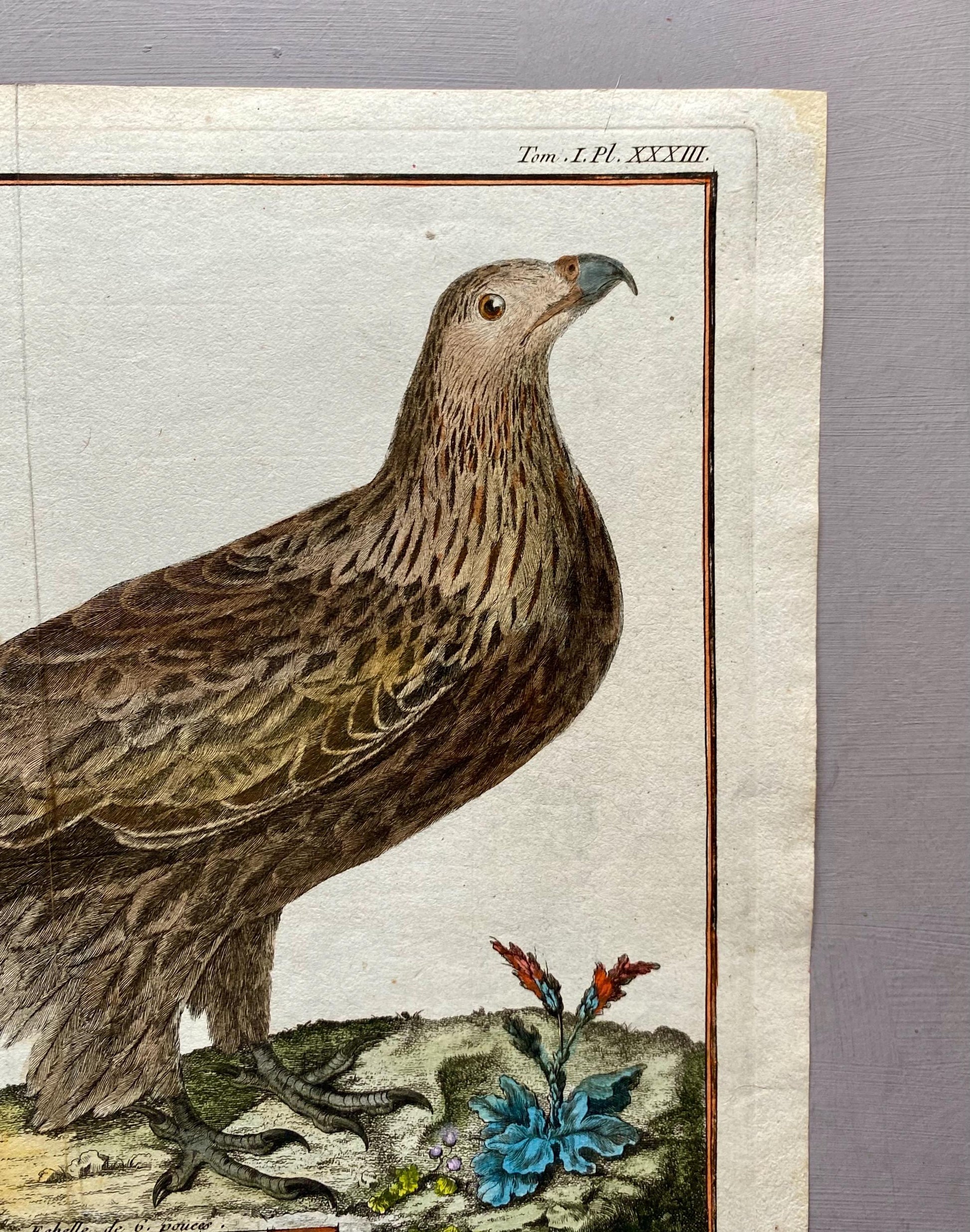 A Copper Plate Engraving of a Kite by Francois-Nicholas Martinet. Hand coloured. Dated 1770. Size: 24.4 x 29.5 cms.