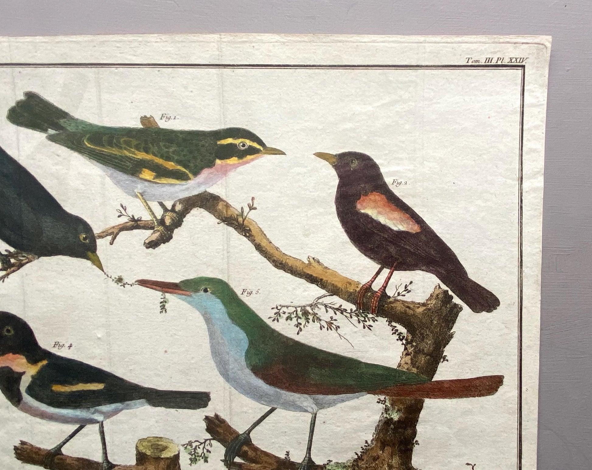 A Copper Plate Engraving of Four Wheateaters and a Grand Figuier by Francois-Nicholas Martinet. Hand coloured. Dated 1770. 24 x 28.8 cms.
