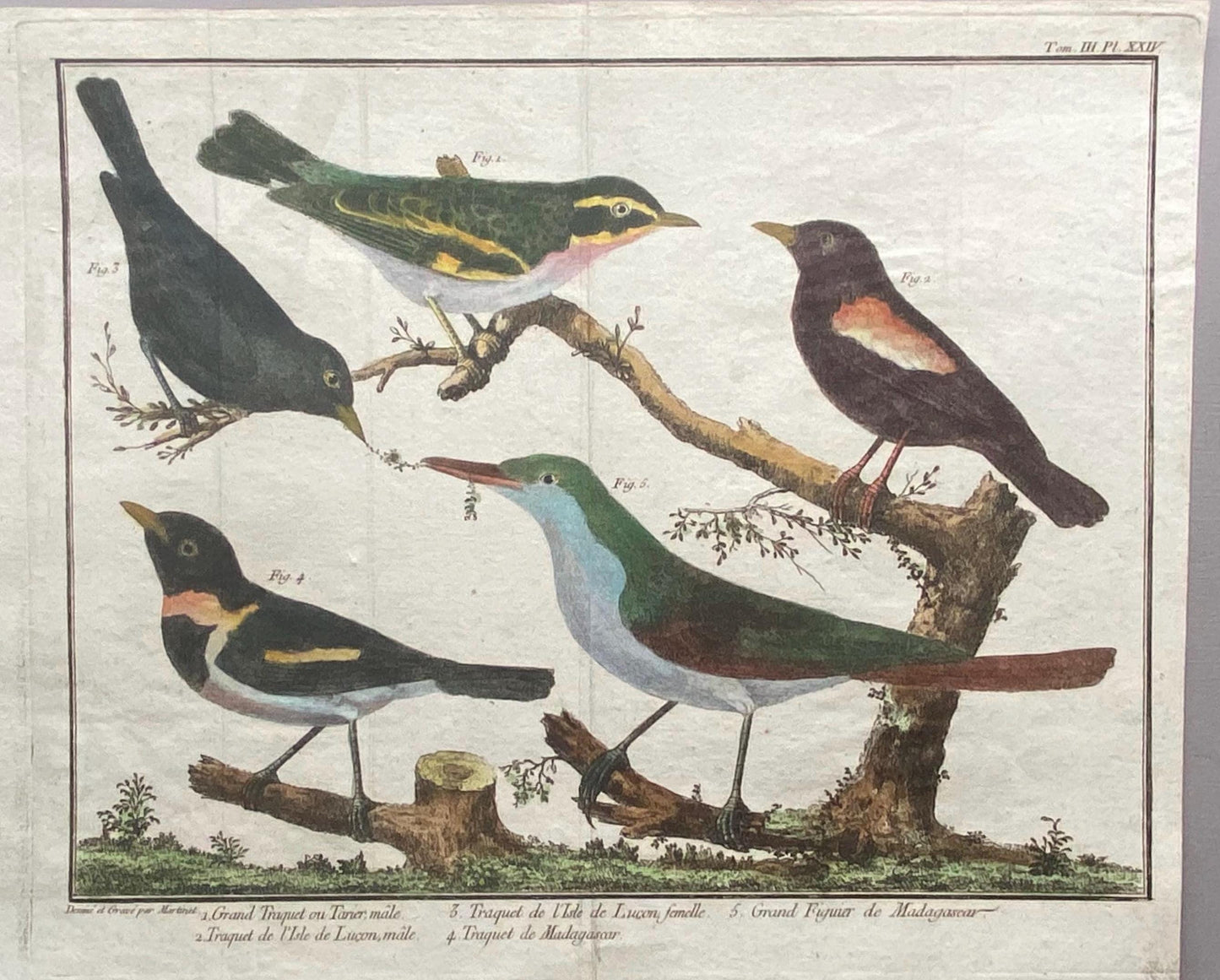 A Copper Plate Engraving of Four Wheateaters and a Grand Figuier by Francois-Nicholas Martinet. Hand coloured. Dated 1770. 24 x 28.8 cms.