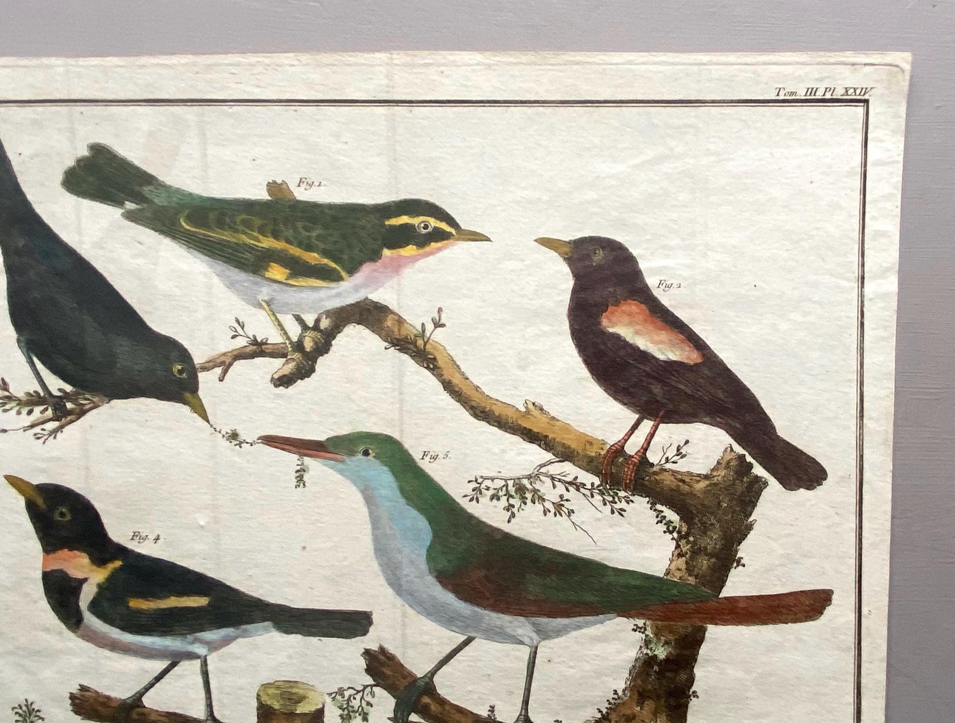 A Copper Plate Engraving of Four Wheateaters and a Grand Figuier by Francois-Nicholas Martinet. Hand coloured. Dated 1770. 24 x 28.8 cms.