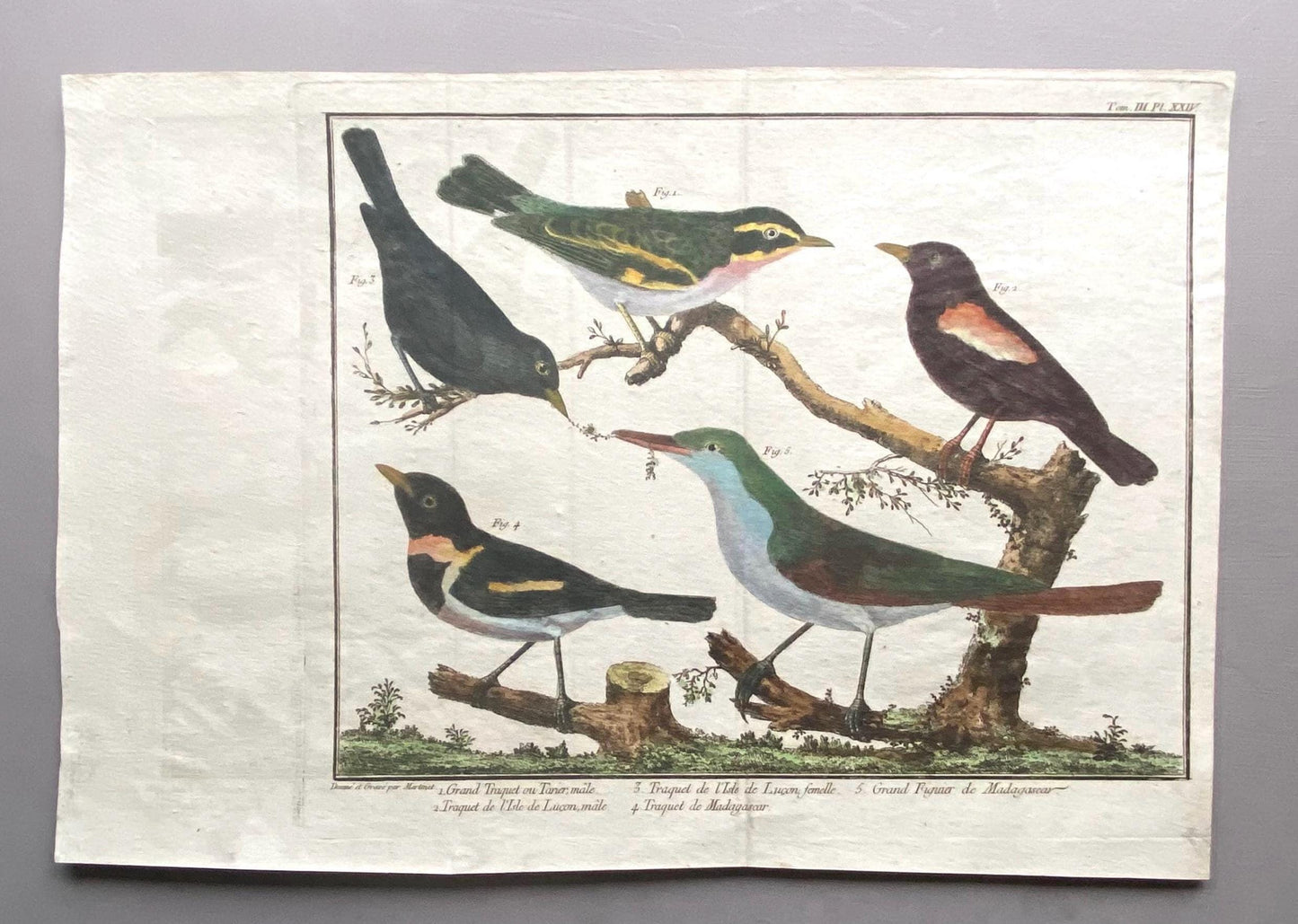 A Copper Plate Engraving of Four Wheateaters and a Grand Figuier by Francois-Nicholas Martinet. Hand coloured. Dated 1770. 24 x 28.8 cms.