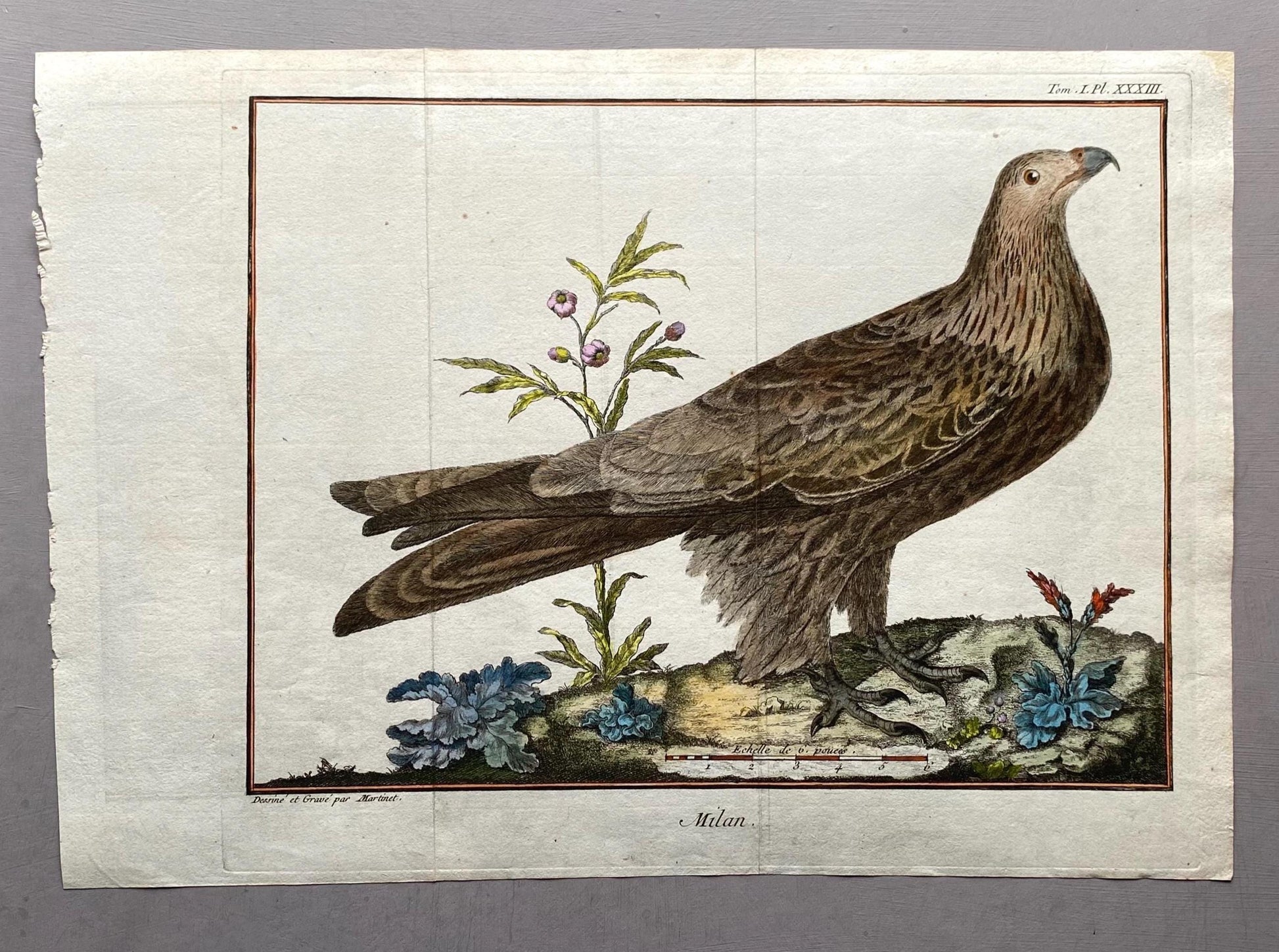 A Copper Plate Engraving of a Kite by Francois-Nicholas Martinet. Hand coloured. Dated 1770. Size: 24.4 x 29.5 cms.