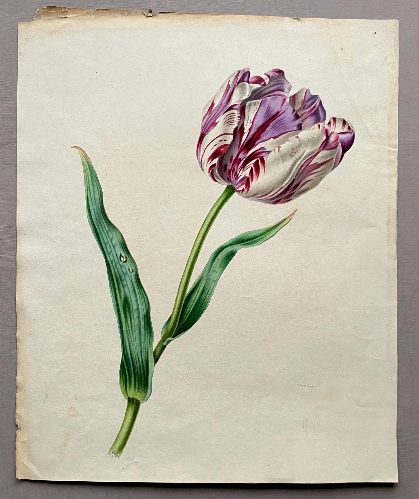 A Tulip. An Original Watercolour by American Watercolourist H. Harding. Early 1800s. Size: 28.5 x 23 cms.