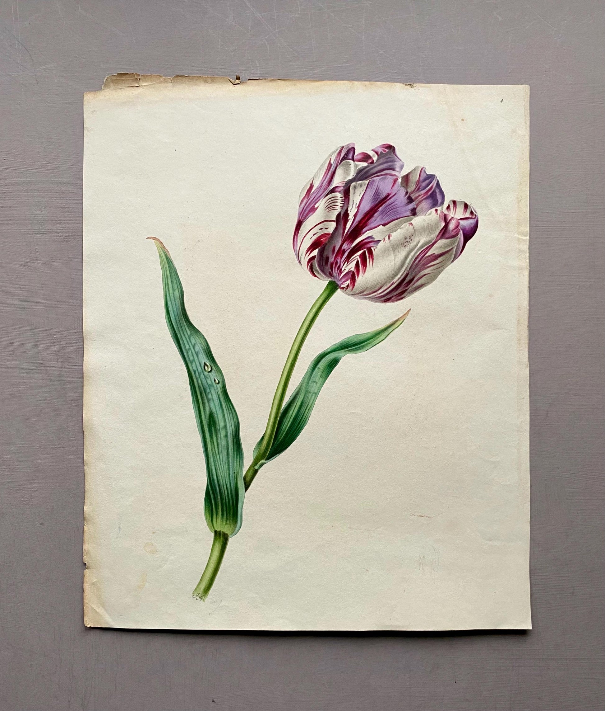A Tulip. An Original Watercolour by American Watercolourist H. Harding. Early 1800s. Size: 28.5 x 23 cms.