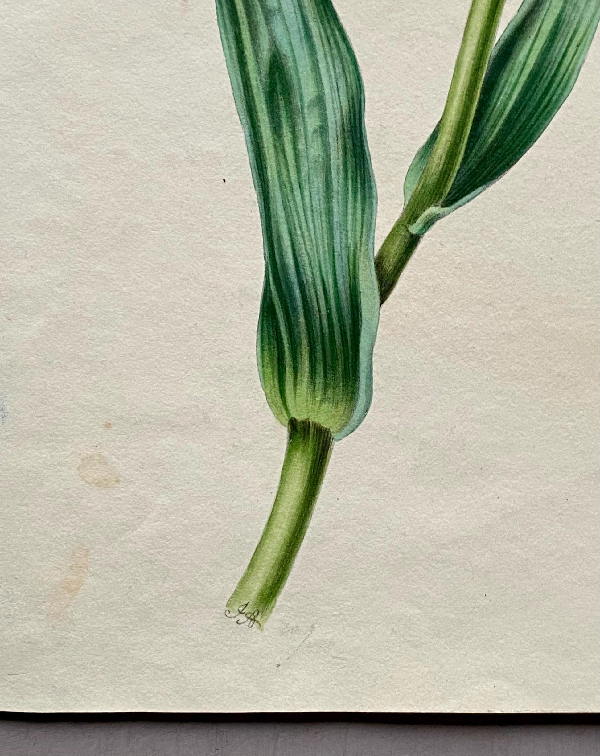 A Tulip. An Original Watercolour by American Watercolourist H. Harding. Early 1800s. Size: 28.5 x 23 cms.