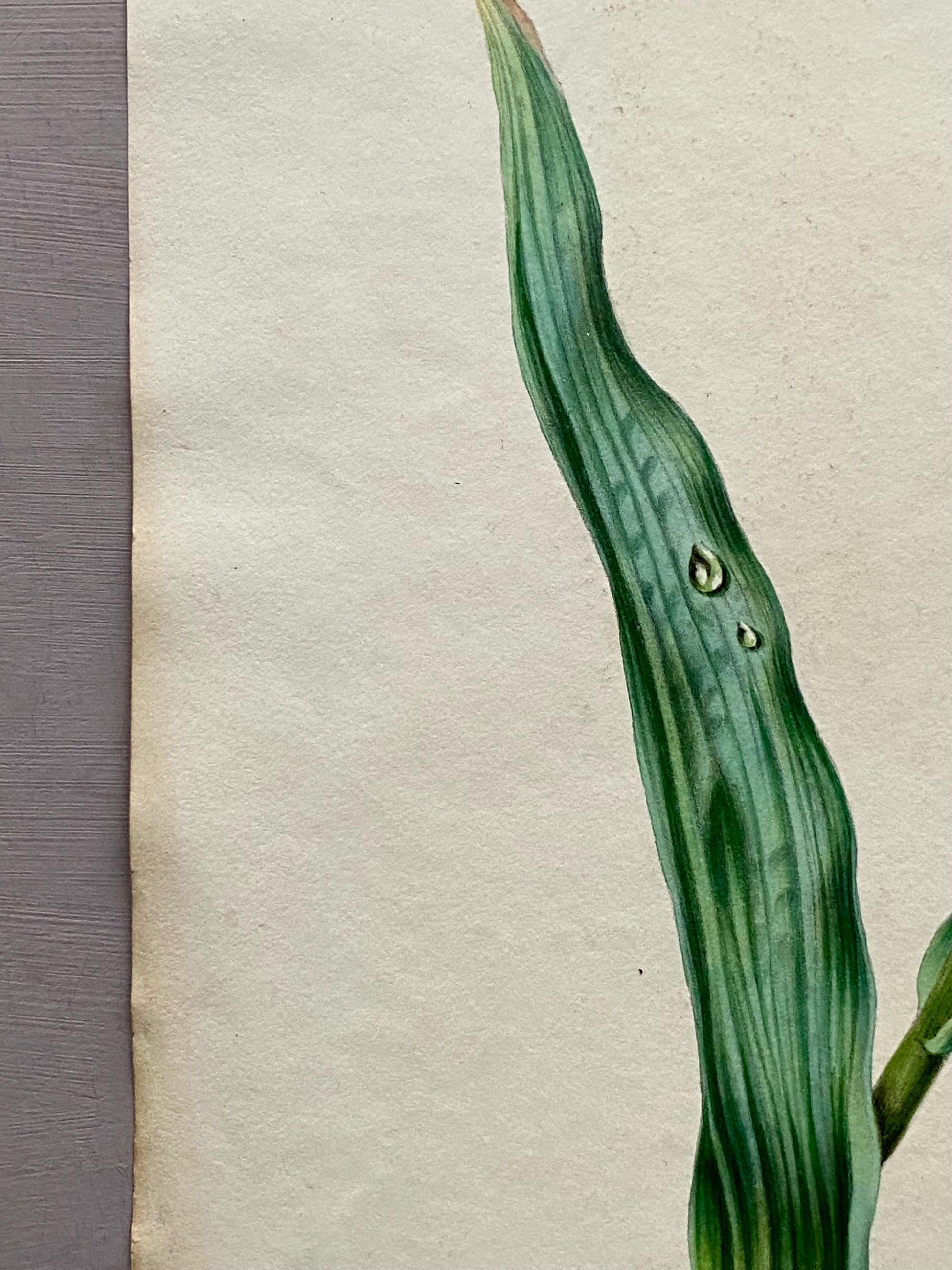 A Tulip. An Original Watercolour by American Watercolourist H. Harding. Early 1800s. Size: 28.5 x 23 cms.