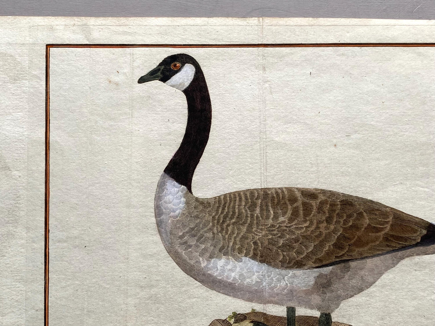 A Copper Plate Engraving of a Canada Goose by Francois-Nicholas Martinet. Hand coloured. Dated 1770. Size: 23.5 x 28.7 cms.