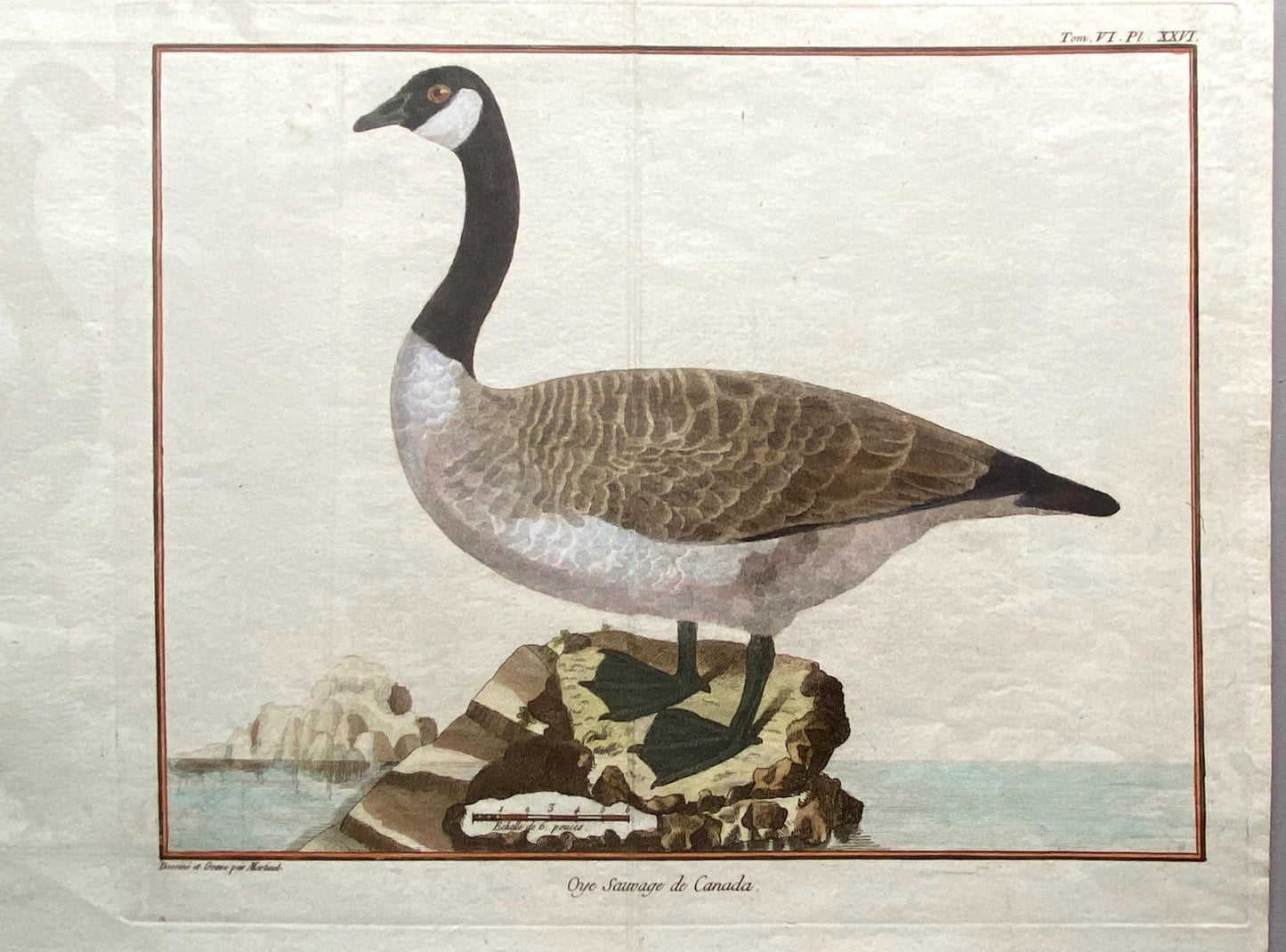 A Copper Plate Engraving of a Canada Goose by Francois-Nicholas Martinet. Hand coloured. Dated 1770. Size: 23.5 x 28.7 cms.