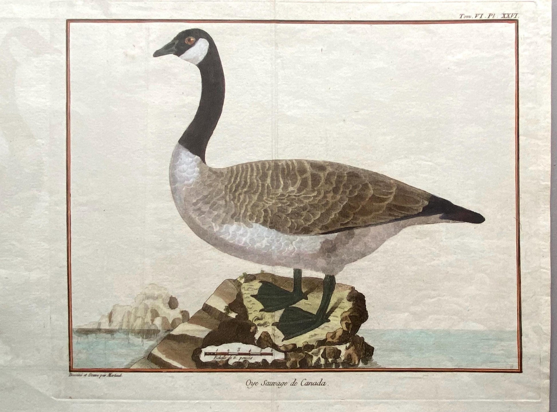 A Copper Plate Engraving of a Canada Goose by Francois-Nicholas Martinet. Hand coloured. Dated 1770. Size: 23.5 x 28.7 cms.