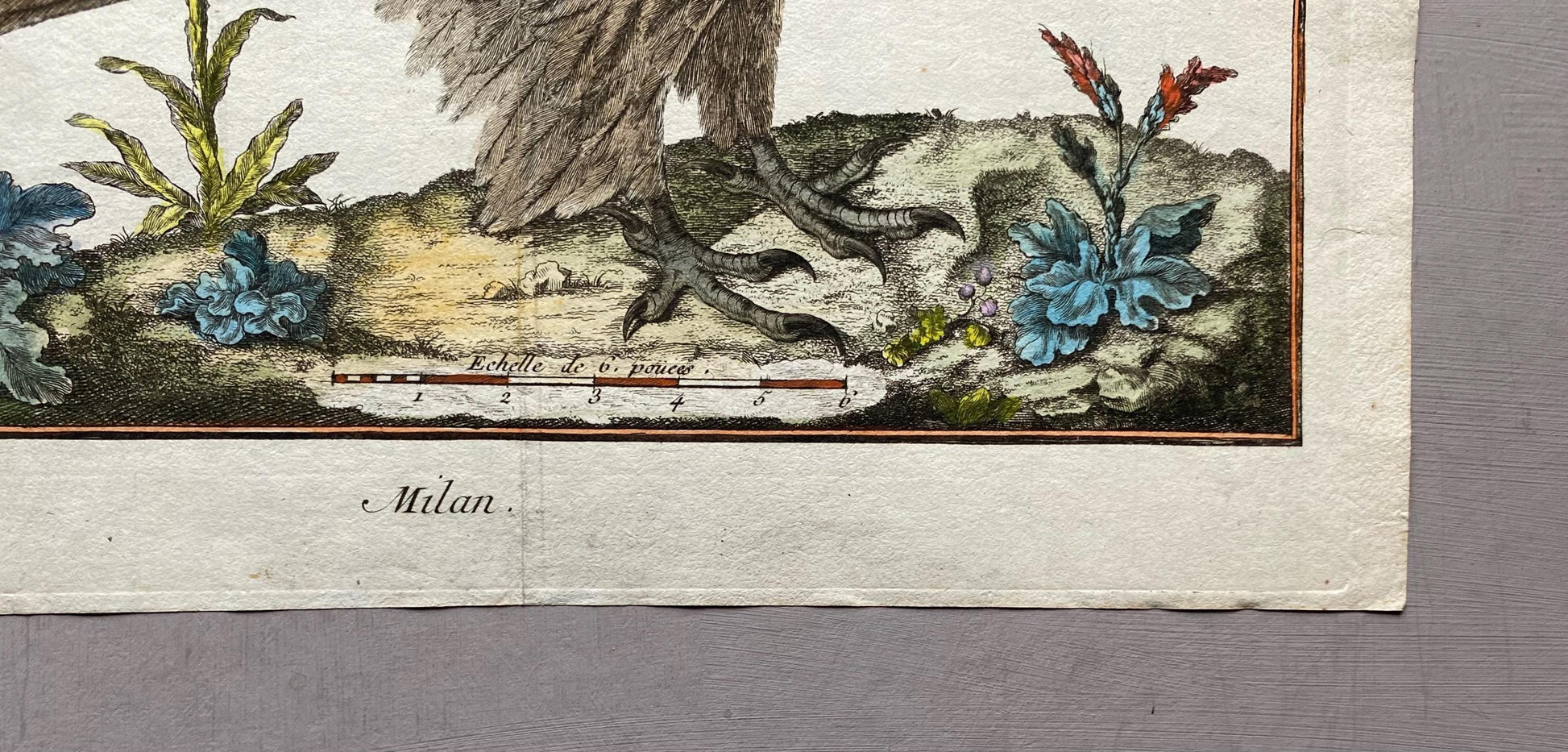 A Copper Plate Engraving of a Kite by Francois-Nicholas Martinet. Hand coloured. Dated 1770. Size: 24.4 x 29.5 cms.