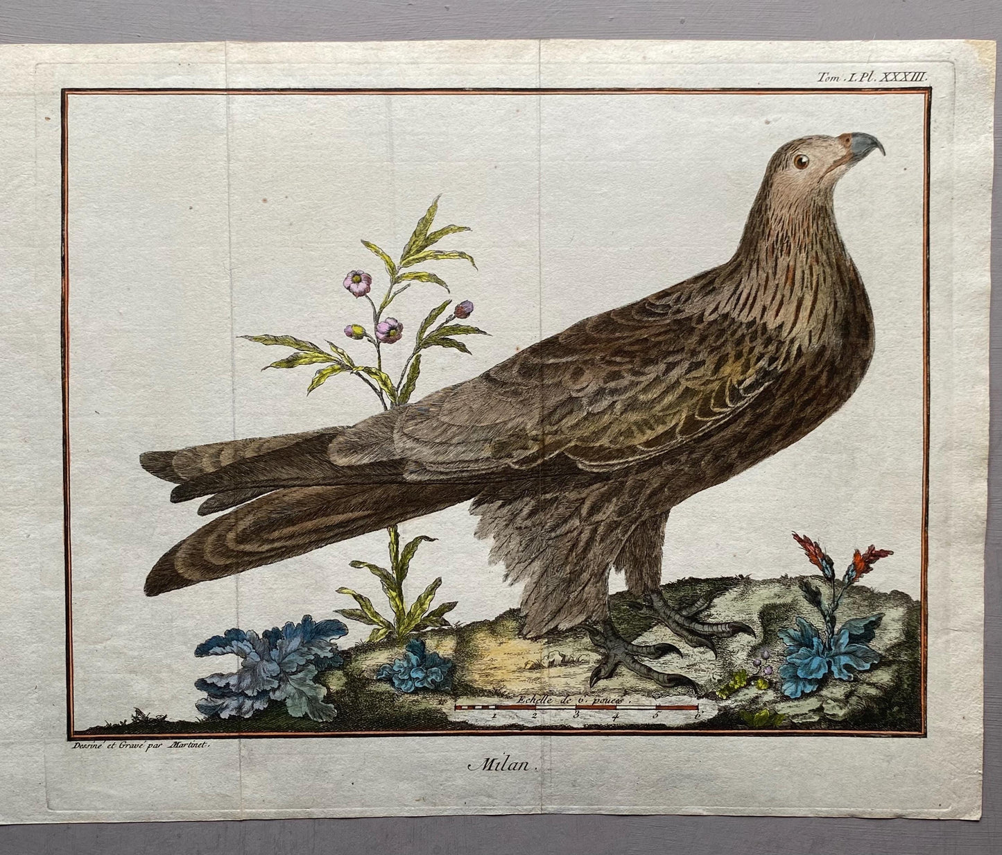 A Copper Plate Engraving of a Kite by Francois-Nicholas Martinet. Hand coloured. Dated 1770. Size: 24.4 x 29.5 cms.