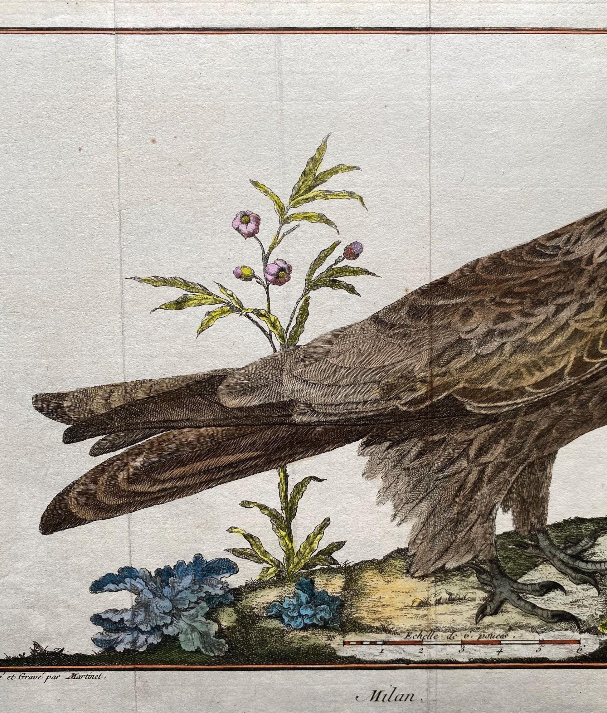 A Copper Plate Engraving of a Kite by Francois-Nicholas Martinet. Hand coloured. Dated 1770. Size: 24.4 x 29.5 cms.