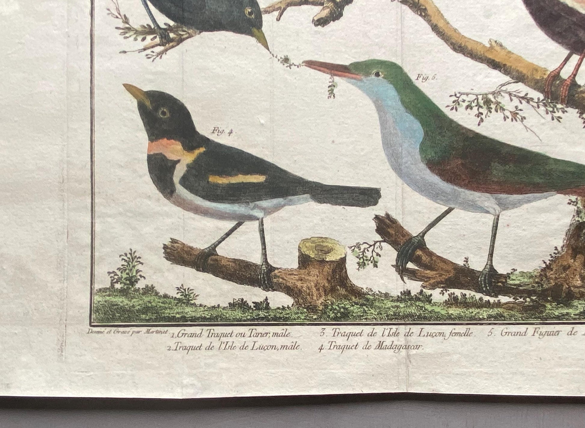 A Copper Plate Engraving of Four Wheateaters and a Grand Figuier by Francois-Nicholas Martinet. Hand coloured. Dated 1770. 24 x 28.8 cms.