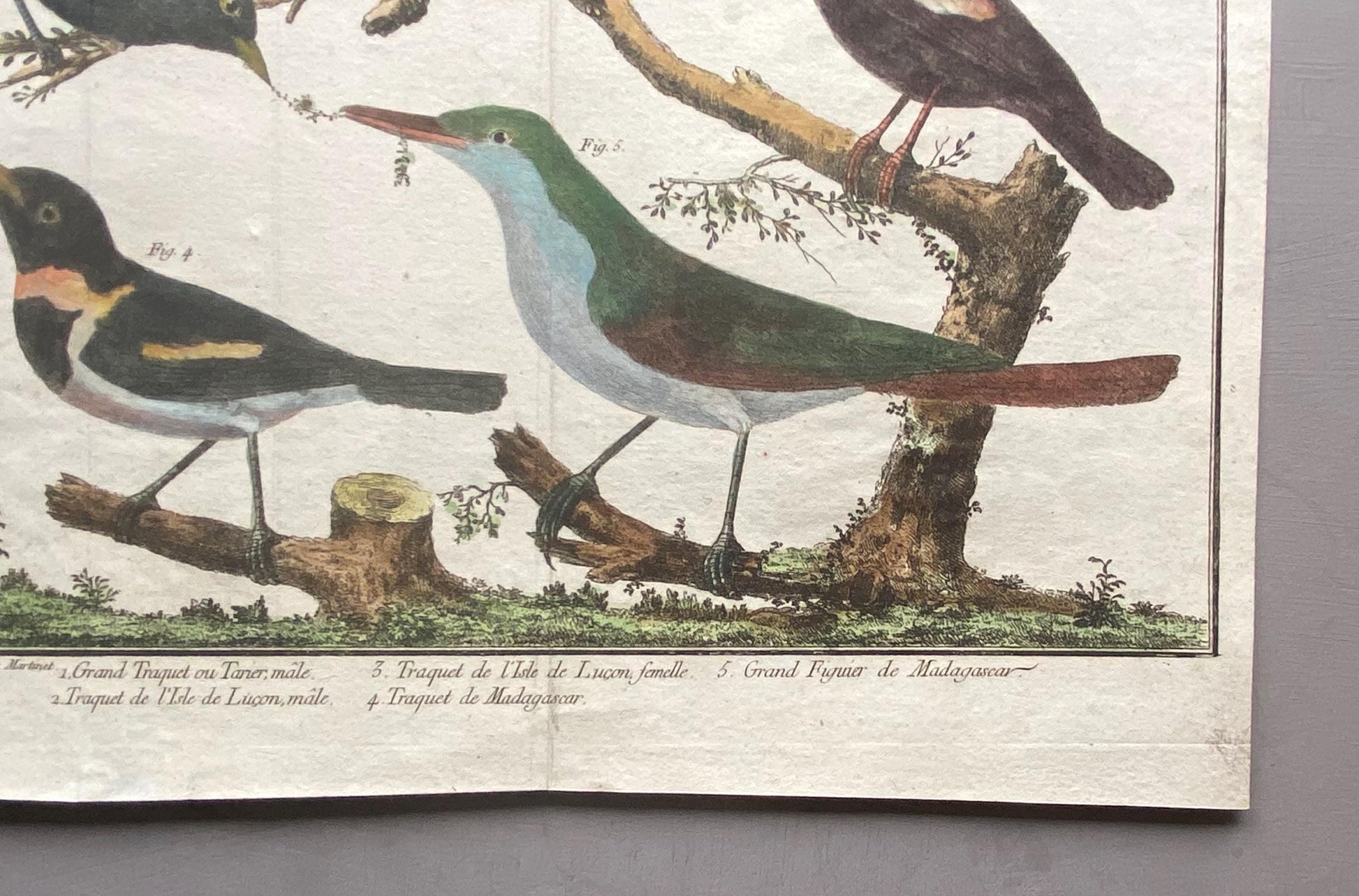 A Copper Plate Engraving of Four Wheateaters and a Grand Figuier by Francois-Nicholas Martinet. Hand coloured. Dated 1770. 24 x 28.8 cms.