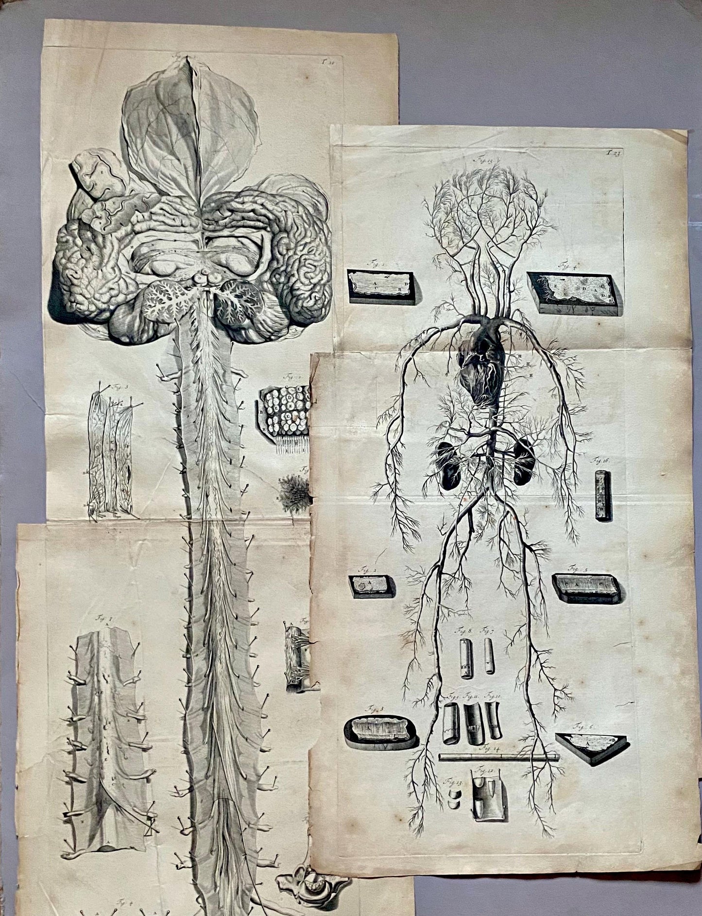 A Collection of 40 Copperplate Engravings From The Anatomia Corporum Humanorum. By William Cowper. 1739. Size: 52 x 35.5 cms.