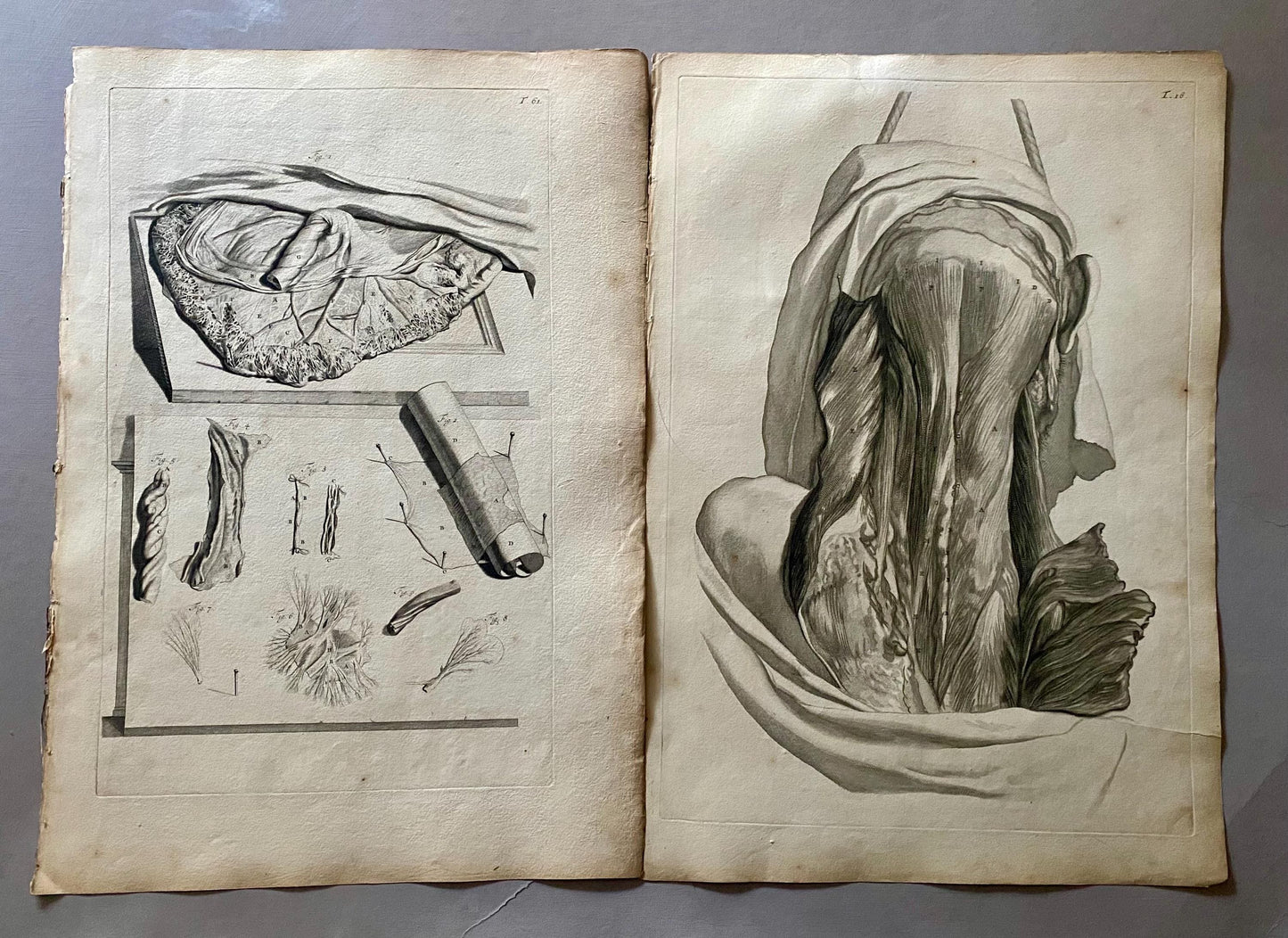A Collection of 40 Copperplate Engravings From The Anatomia Corporum Humanorum. By William Cowper. 1739. Size: 52 x 35.5 cms.