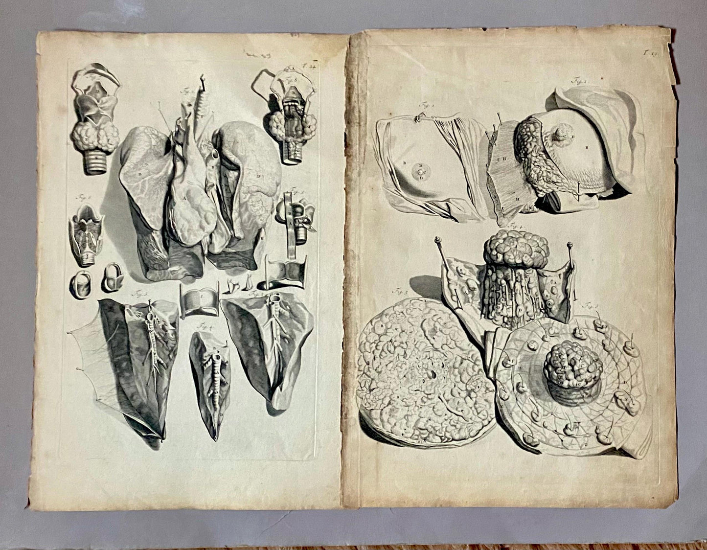 A Collection of 40 Copperplate Engravings From The Anatomia Corporum Humanorum. By William Cowper. 1739. Size: 52 x 35.5 cms.