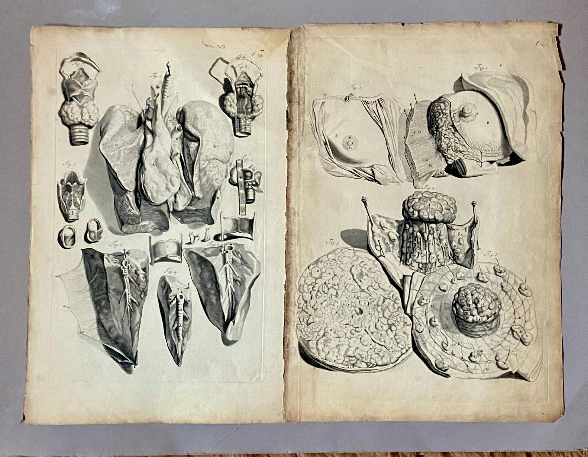 A Collection of 40 Copperplate Engravings From The Anatomia Corporum Humanorum. By William Cowper. 1739. Size: 52 x 35.5 cms.