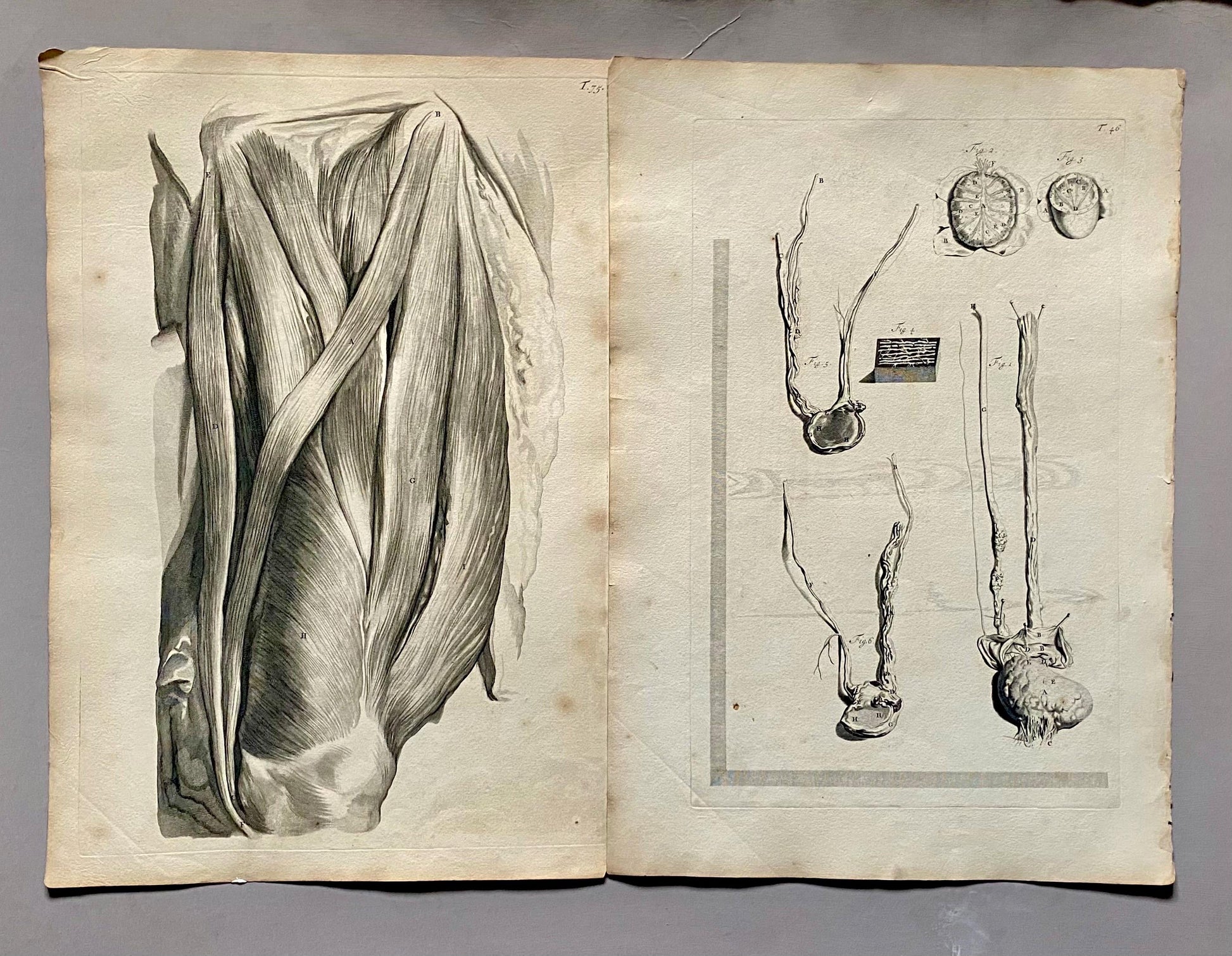 A Collection of 40 Copperplate Engravings From The Anatomia Corporum Humanorum. By William Cowper. 1739. Size: 52 x 35.5 cms.