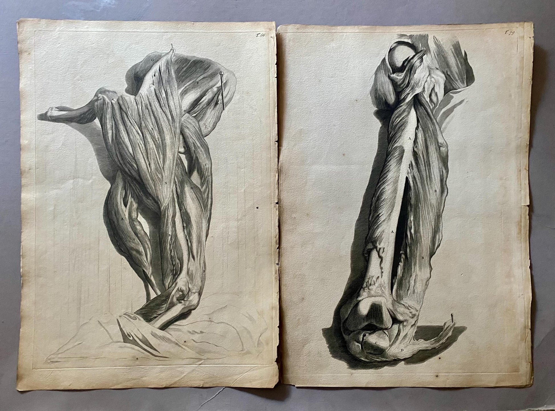 A Collection of 40 Copperplate Engravings From The Anatomia Corporum Humanorum. By William Cowper. 1739. Size: 52 x 35.5 cms.