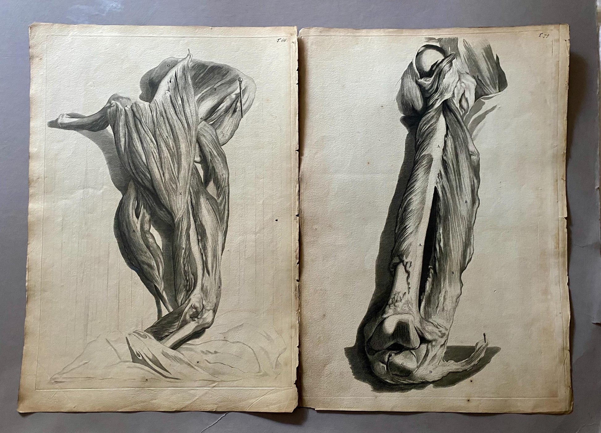 A Collection of 40 Copperplate Engravings From The Anatomia Corporum Humanorum. By William Cowper. 1739. Size: 52 x 35.5 cms.