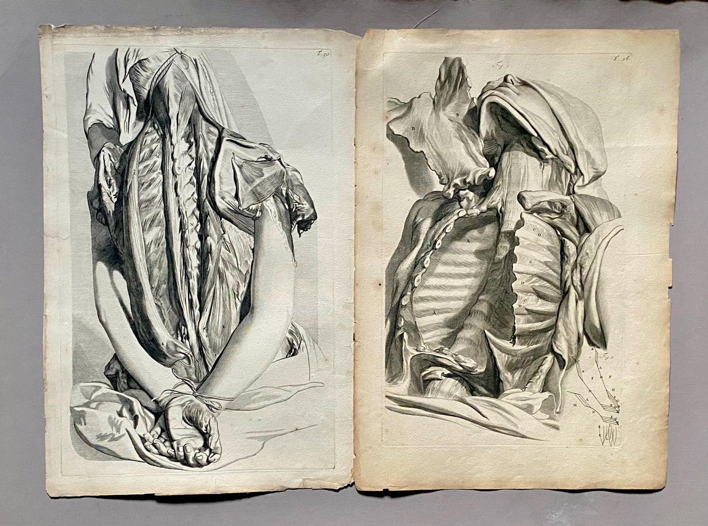 A Collection of 40 Copperplate Engravings From The Anatomia Corporum Humanorum. By William Cowper. 1739. Size: 52 x 35.5 cms.