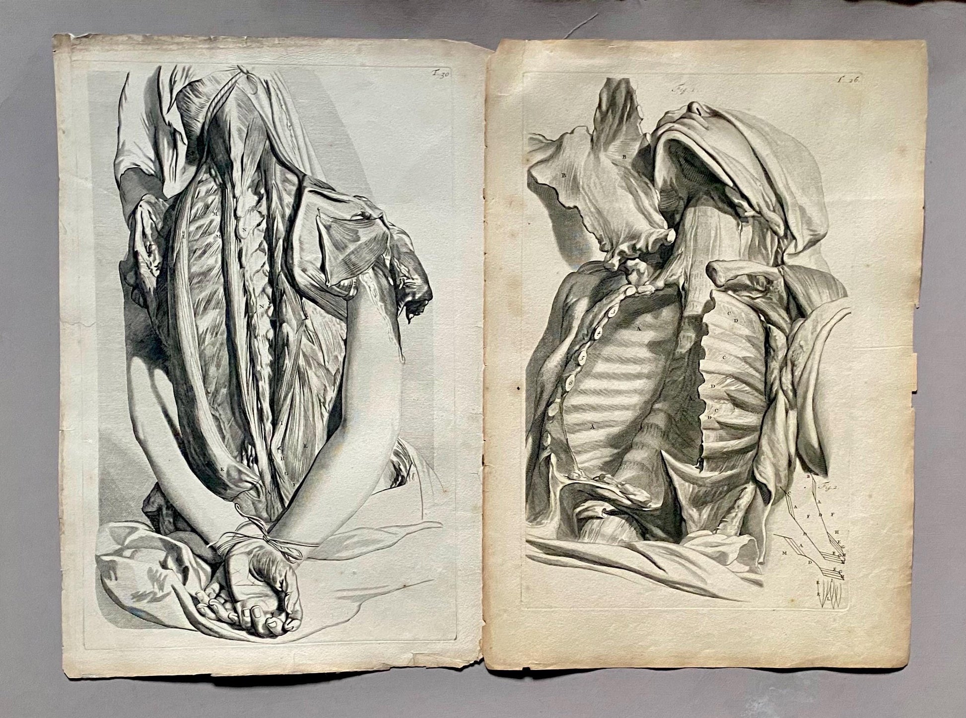 A Collection of 40 Copperplate Engravings From The Anatomia Corporum Humanorum. By William Cowper. 1739. Size: 52 x 35.5 cms.