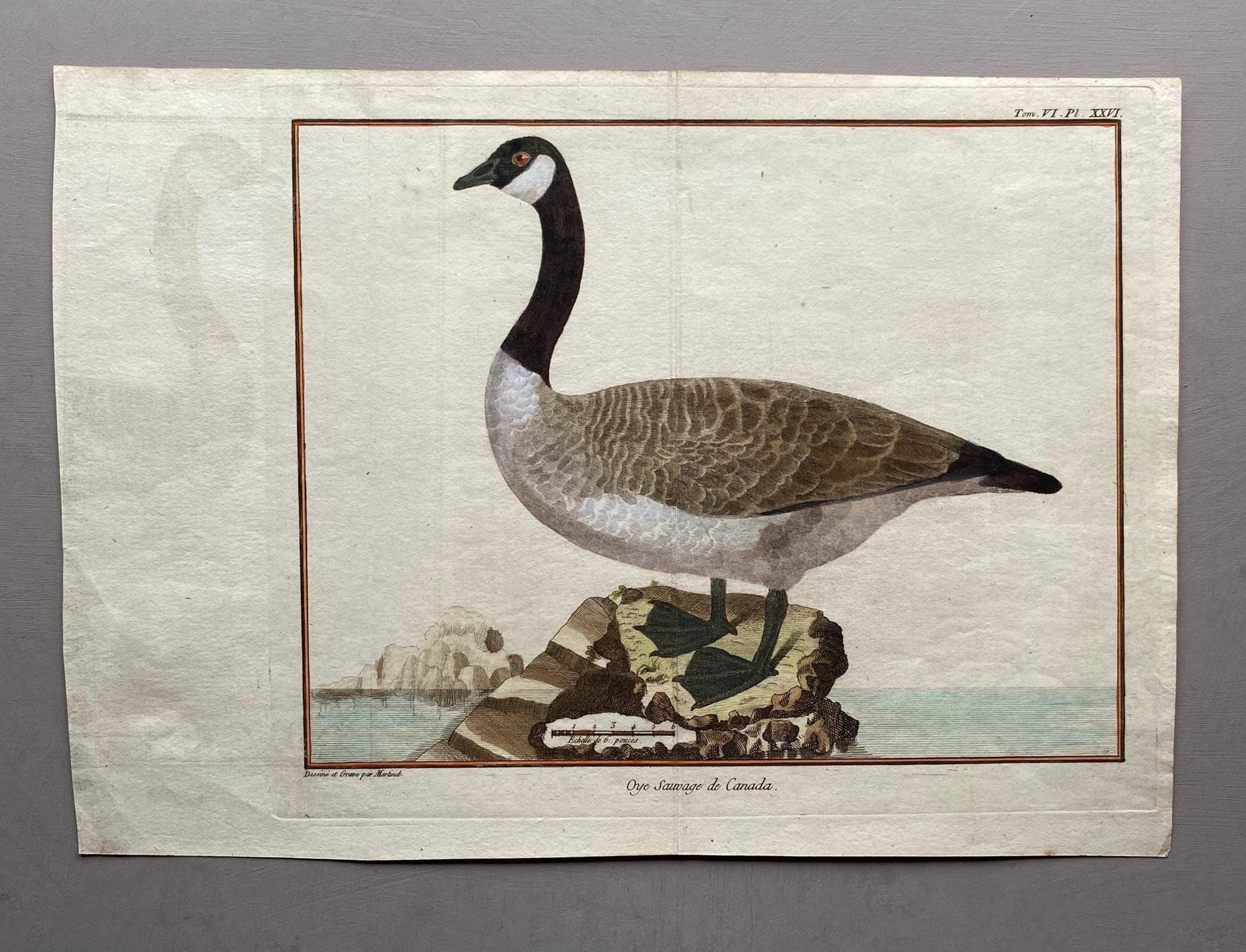 A Copper Plate Engraving of a Canada Goose by Francois-Nicholas Martinet. Hand coloured. Dated 1770. Size: 23.5 x 28.7 cms.