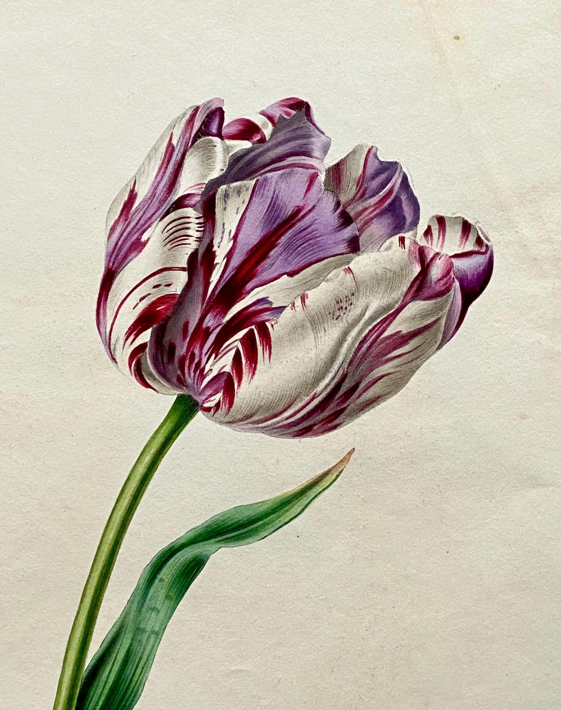 A Tulip. An Original Watercolour by American Watercolourist H. Harding. Early 1800s. Size: 28.5 x 23 cms.