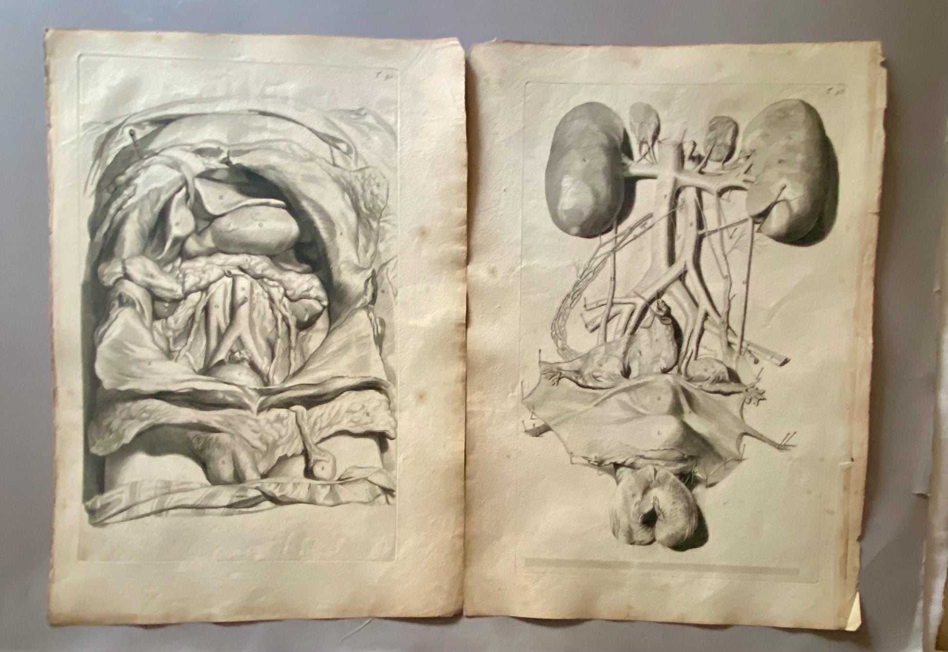 A Collection of 40 Copperplate Engravings From The Anatomia Corporum Humanorum. By William Cowper. 1739. Size: 52 x 35.5 cms.