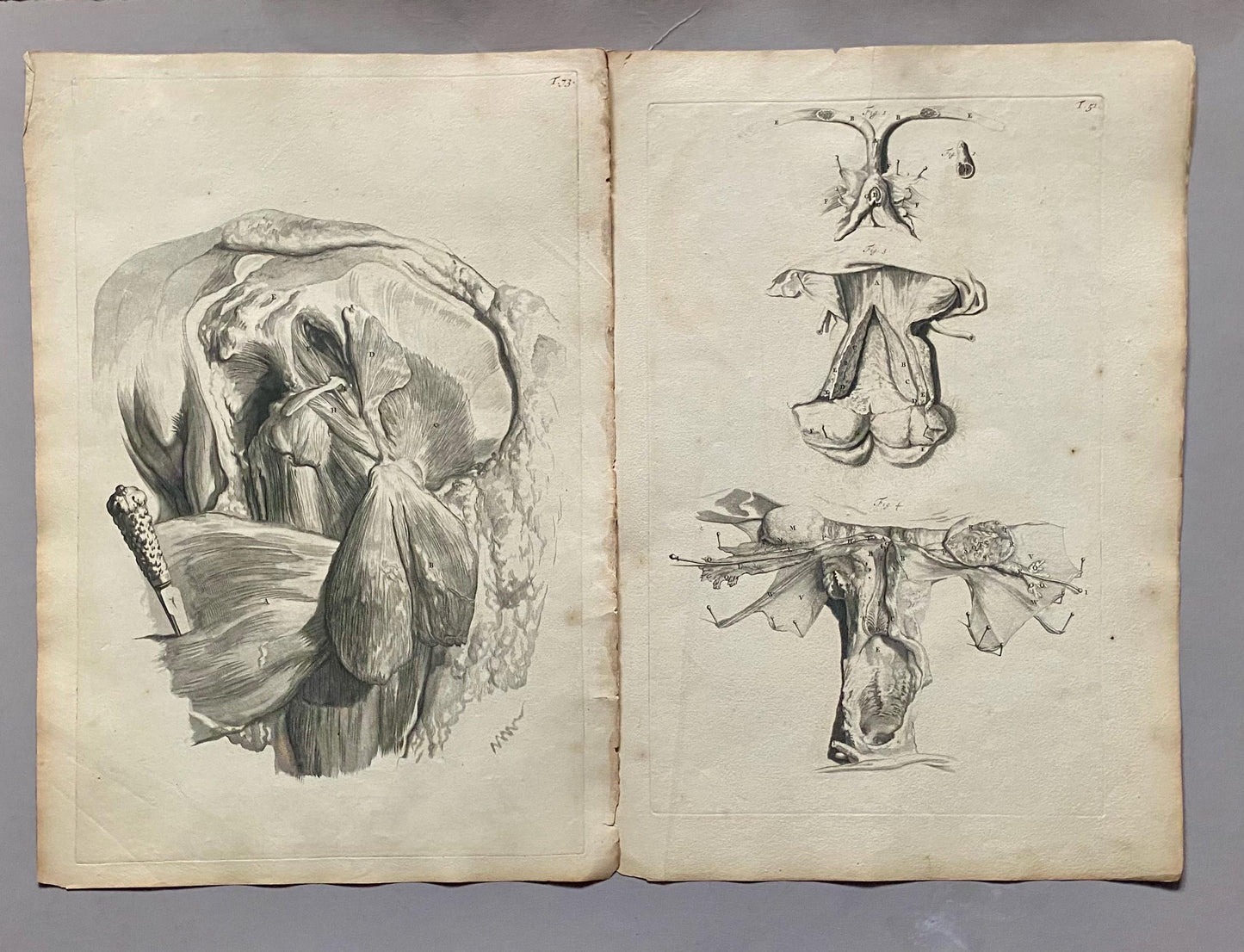 A Collection of 40 Copperplate Engravings From The Anatomia Corporum Humanorum. By William Cowper. 1739. Size: 52 x 35.5 cms.