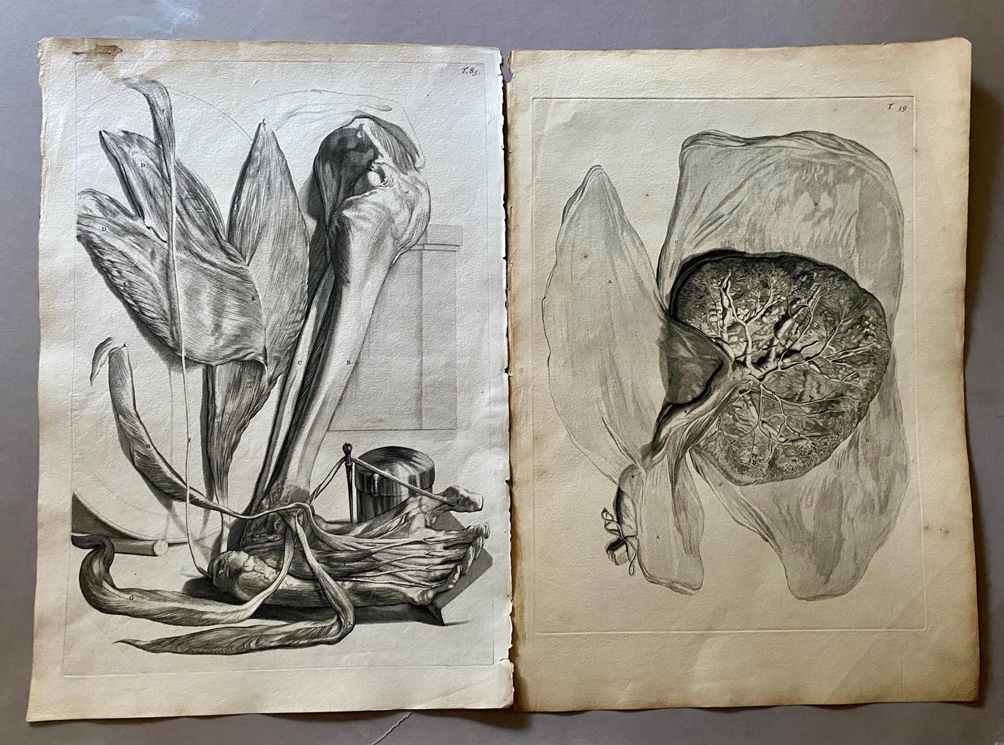 A Collection of 40 Copperplate Engravings From The Anatomia Corporum Humanorum. By William Cowper. 1739. Size: 52 x 35.5 cms.