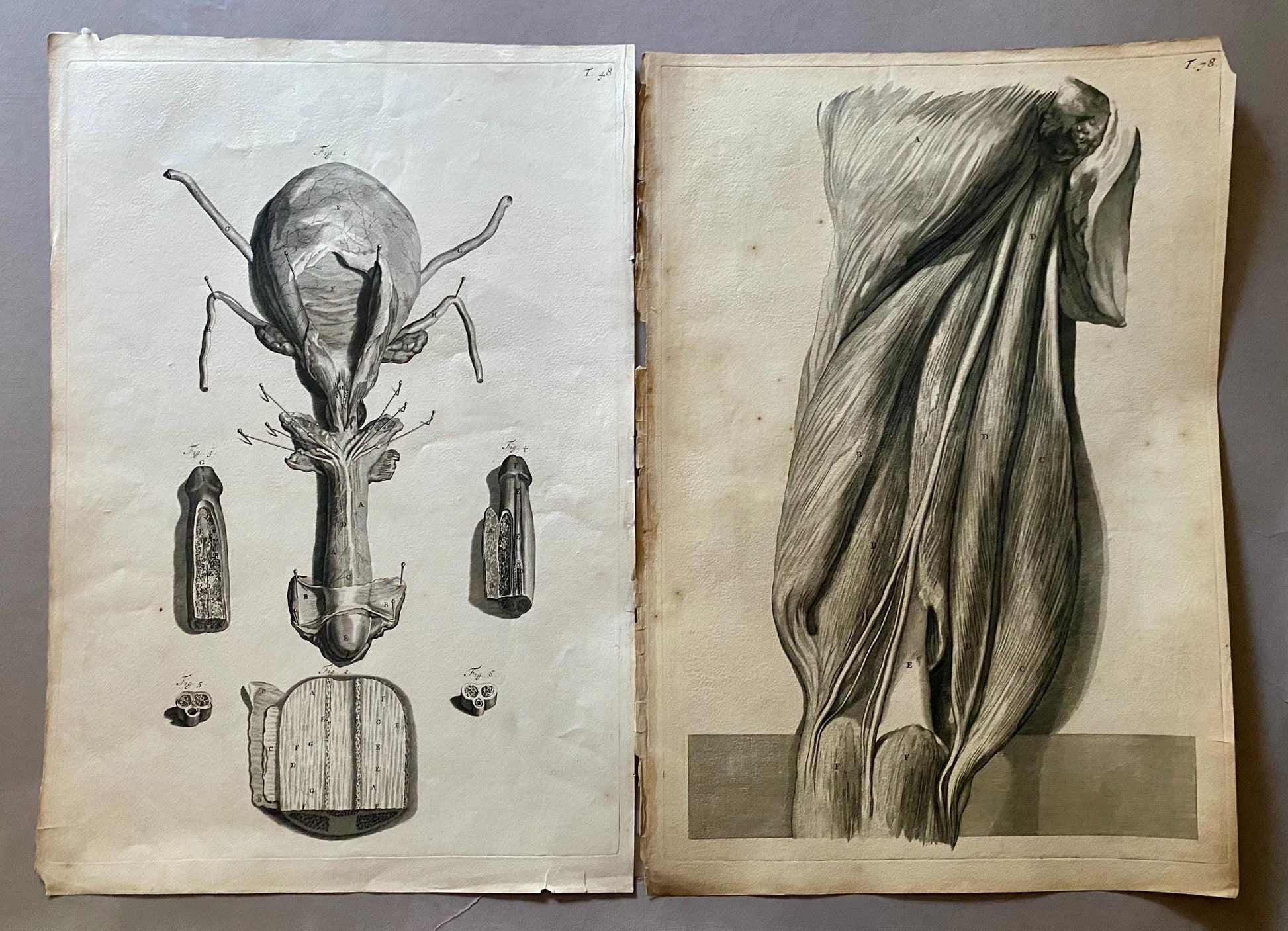 A Collection of 40 Copperplate Engravings From The Anatomia Corporum Humanorum. By William Cowper. 1739. Size: 52 x 35.5 cms.